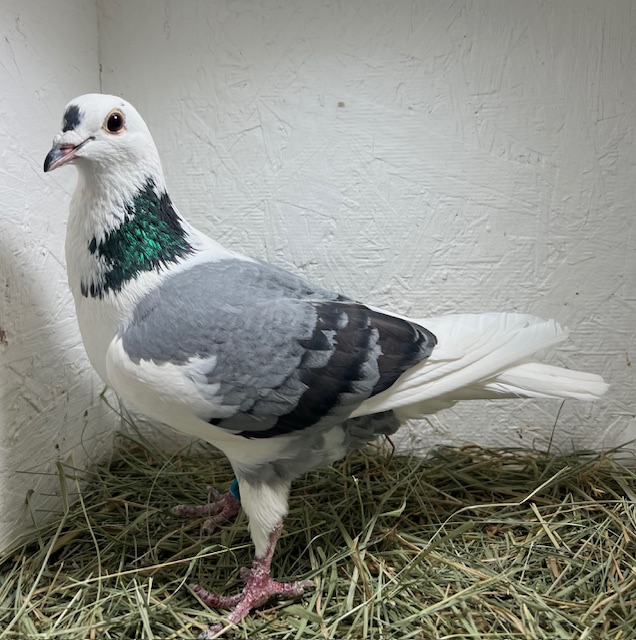 25-CDR-5966 Splash Hen