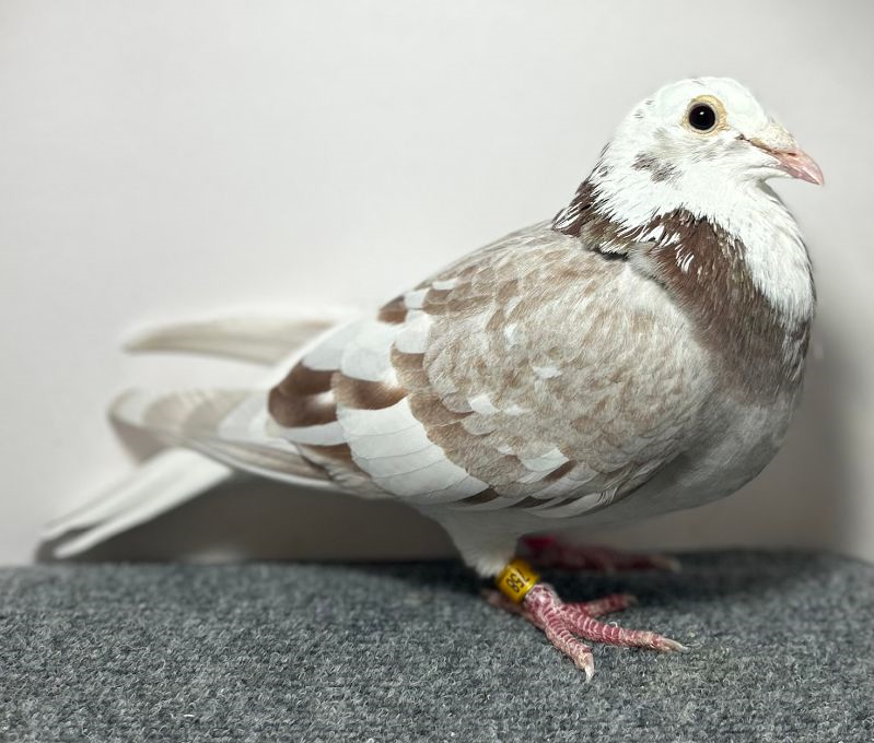 Preview Image 6