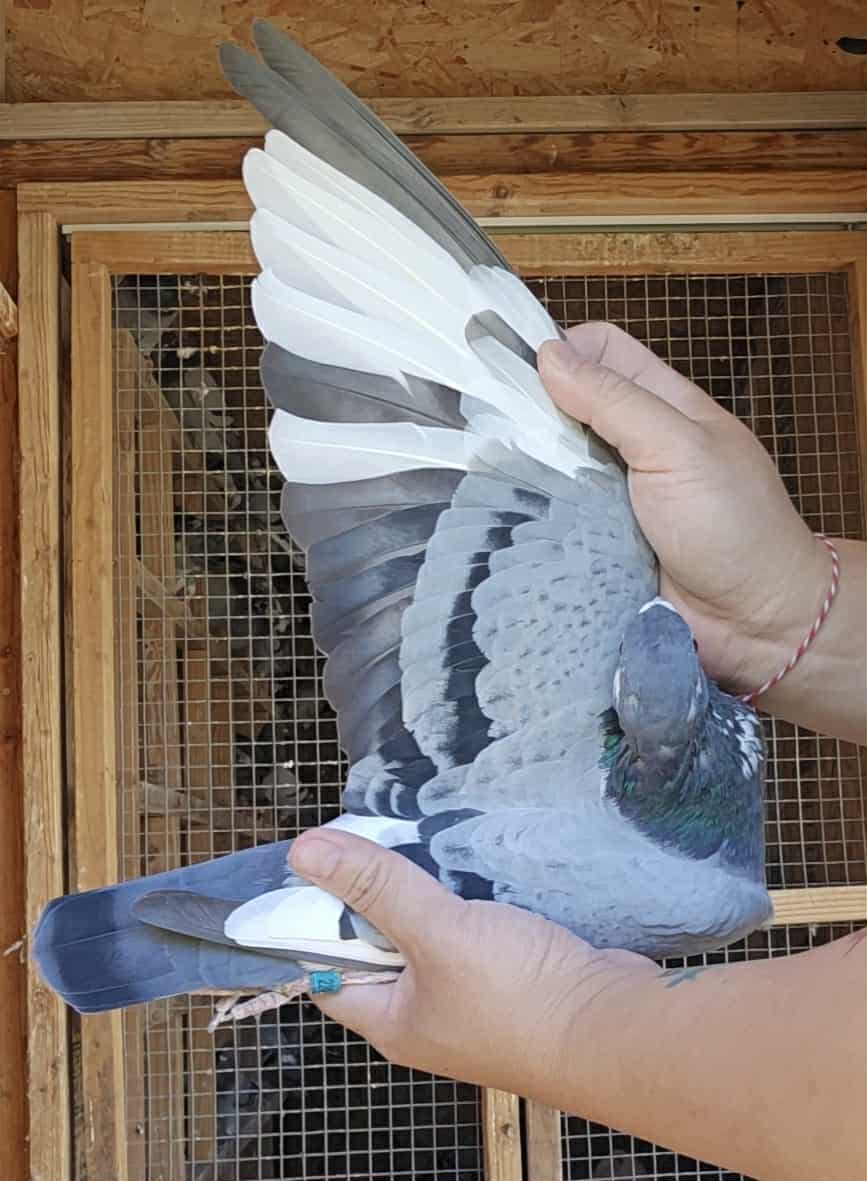 AU 24 ARPU 2249 (Cock) 