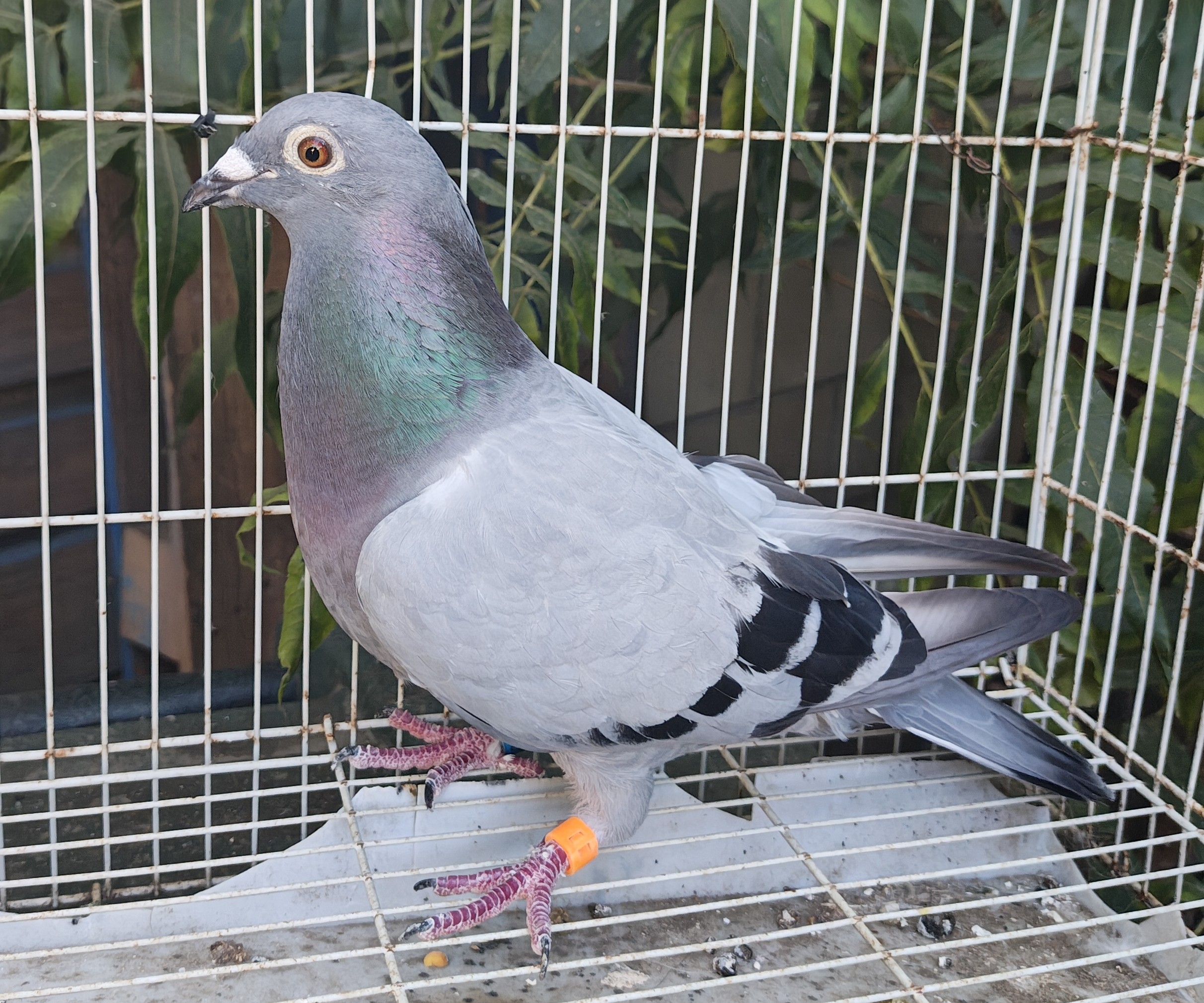 Beautiful Hen BB