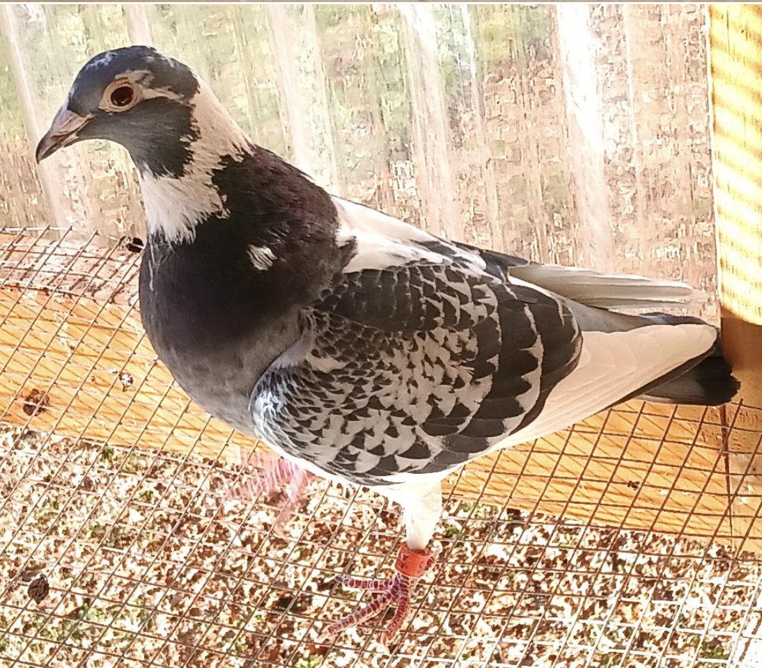 AU 2021 ARPU 37015 DK. CH SPL HEN