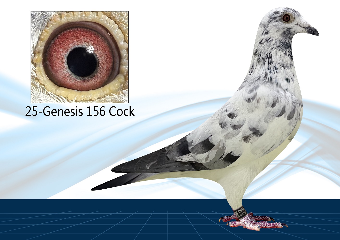 25-156(Cock) Inbred Ludo Claessens 
