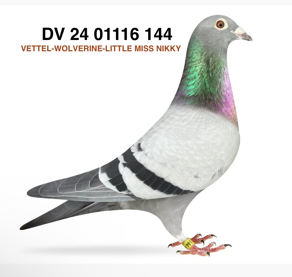 VETTEL-WOLVERINE-LITTLE MISS NIKKY