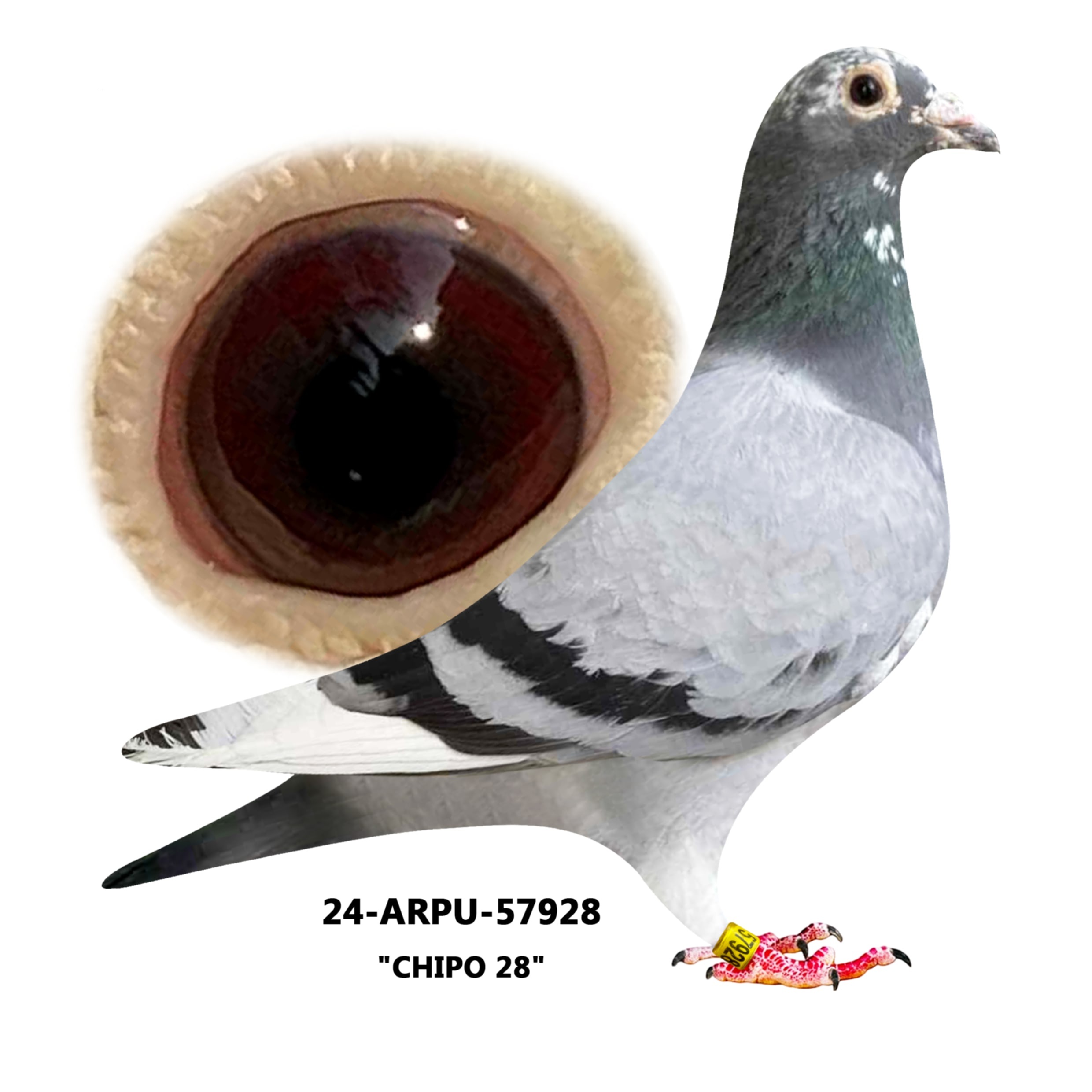 24-ARPU-57928 Blue Pied Cock.