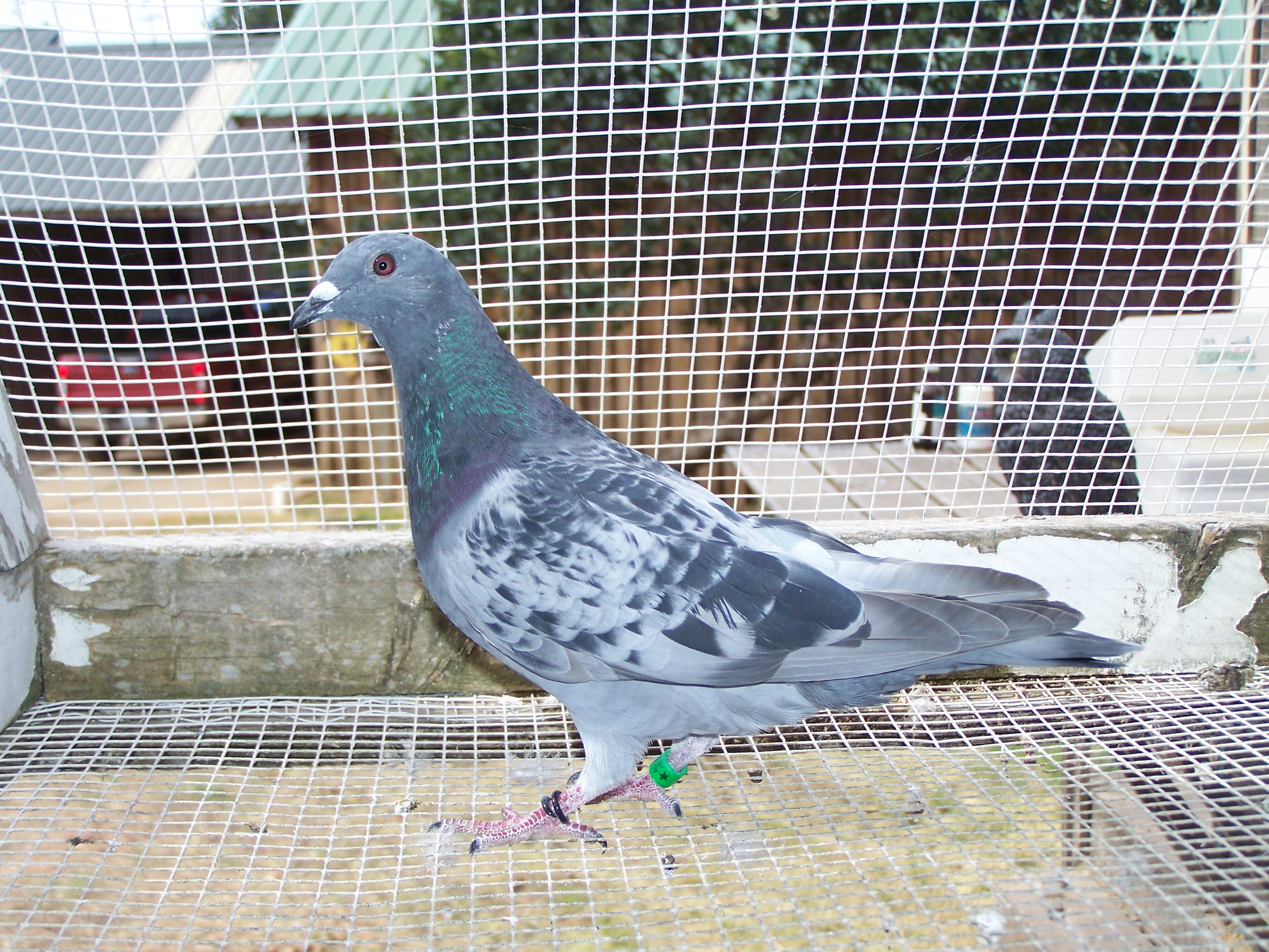 Preview Image 2