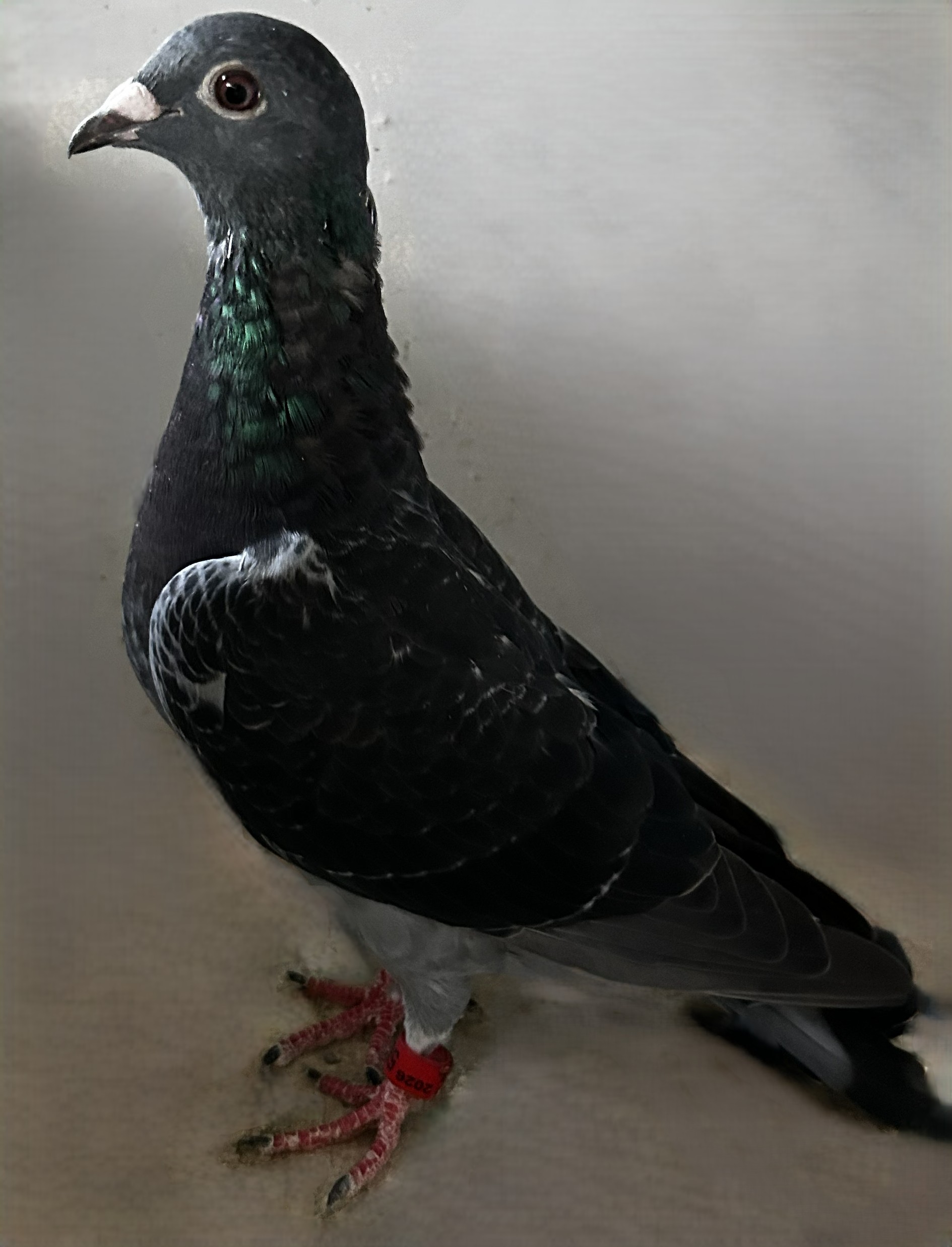 2026 Neil 56250 Inbreed HVR Coletta Blood Velvet Hen