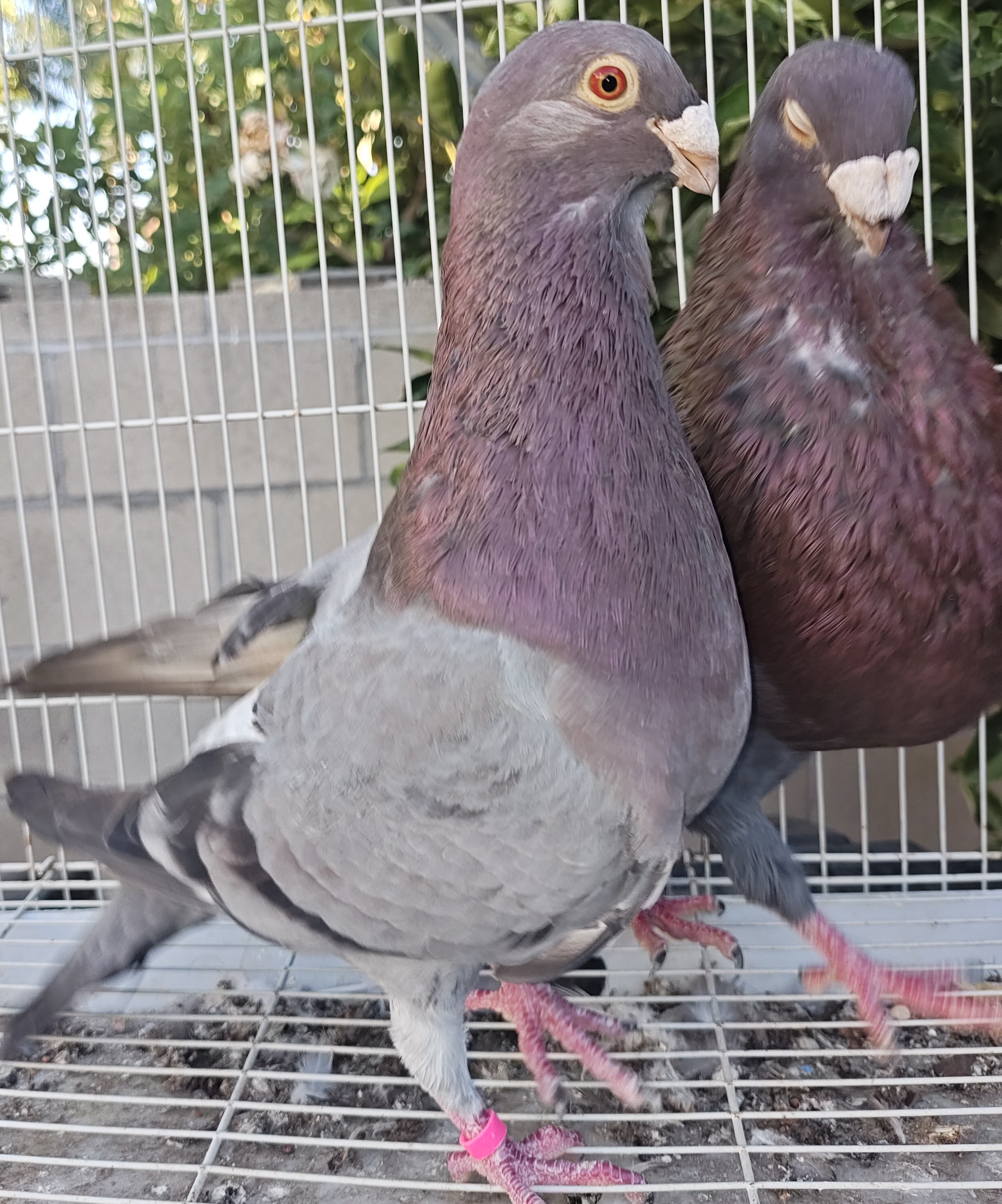 Preview Image 2