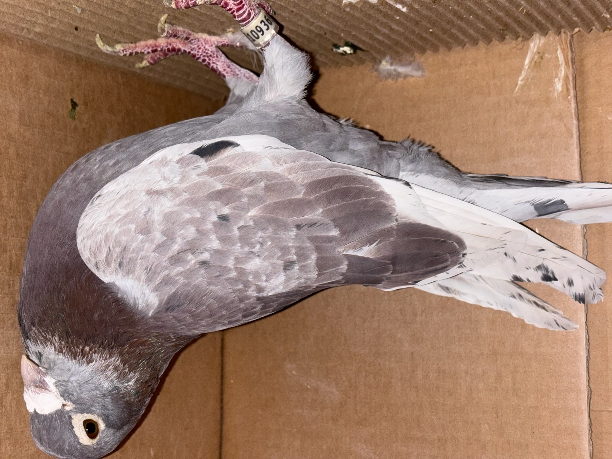 Preview Image 1