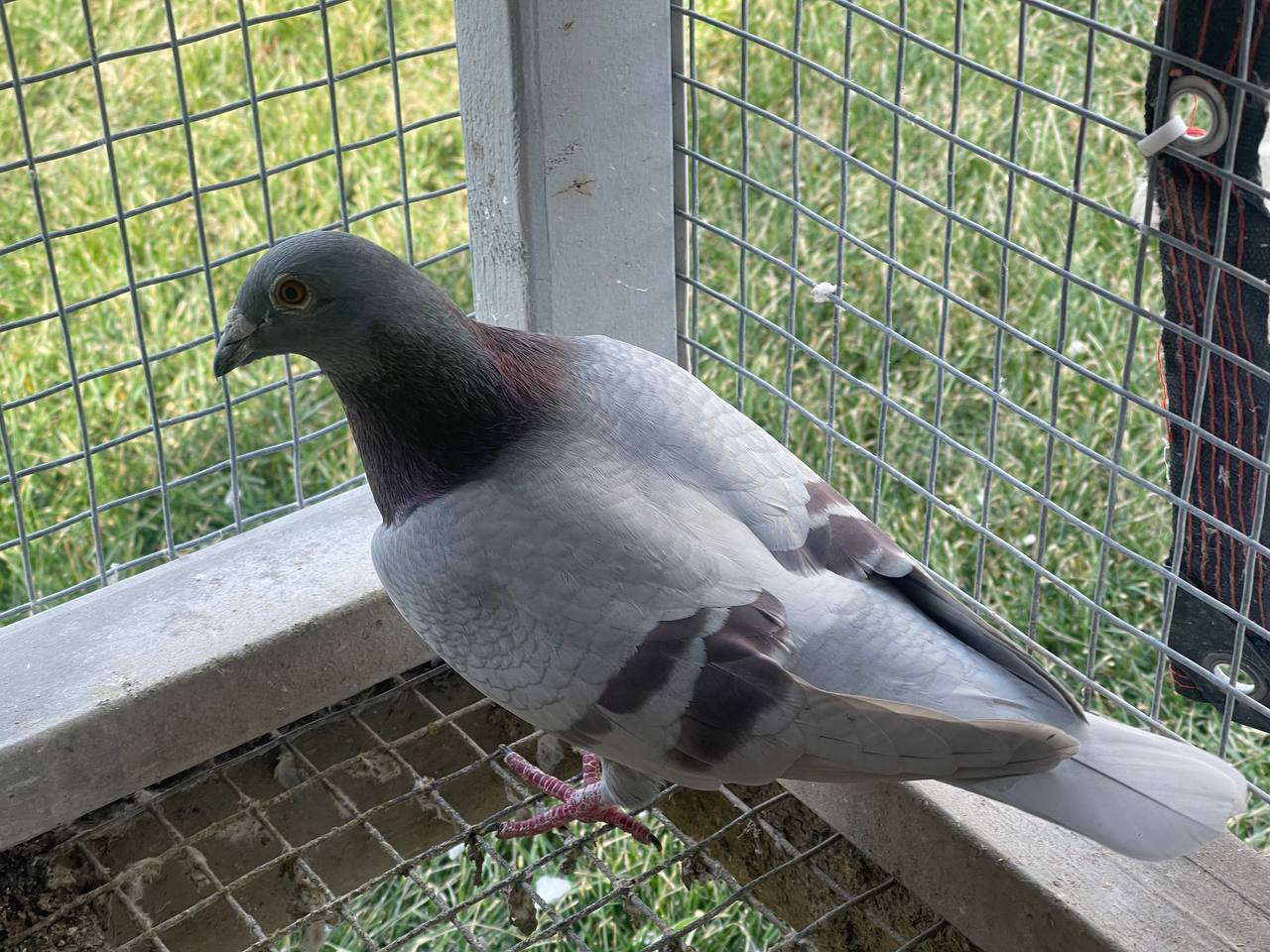 20082-AU20-GS Silver Cock