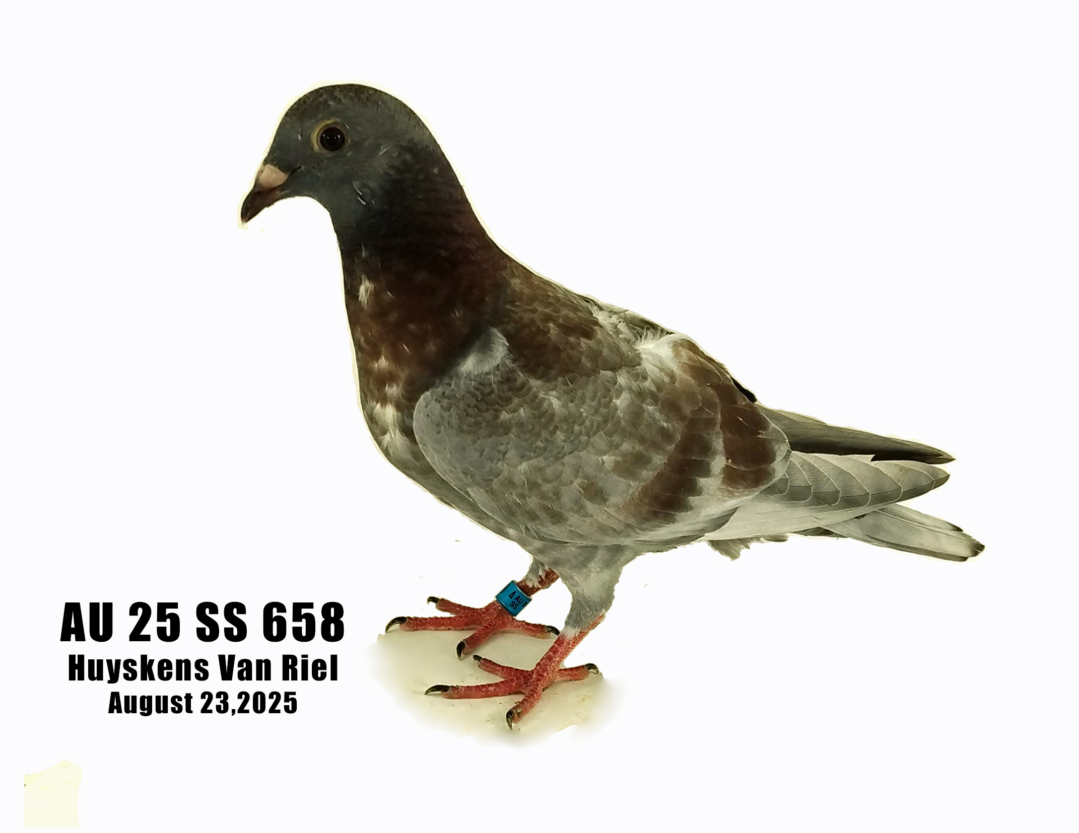 AU 25 SS 658 100% Huyskens Van Riel