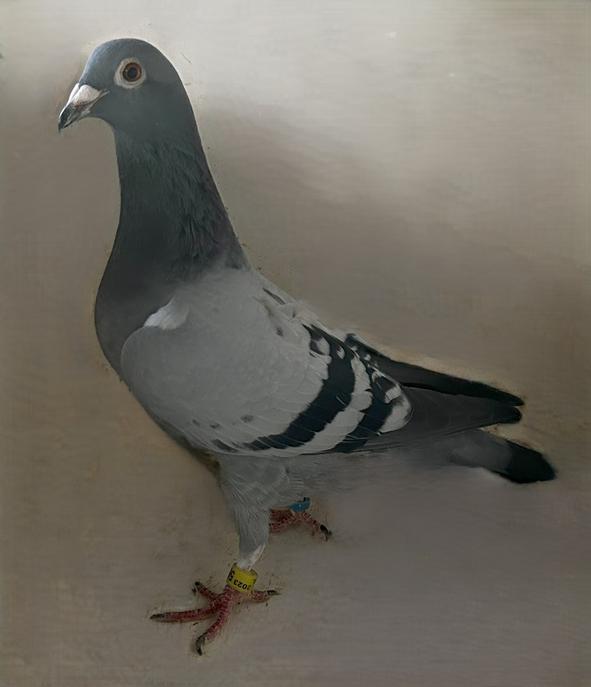 2023 Neil 56998 Wolverine BB Hen
