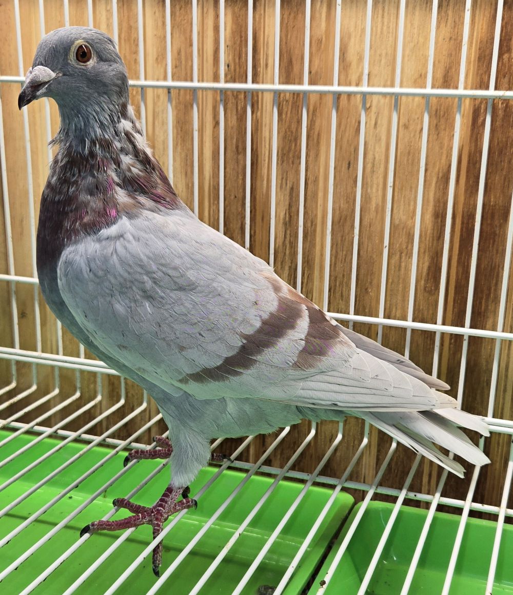 PEACH-25424-25 Silver Cock