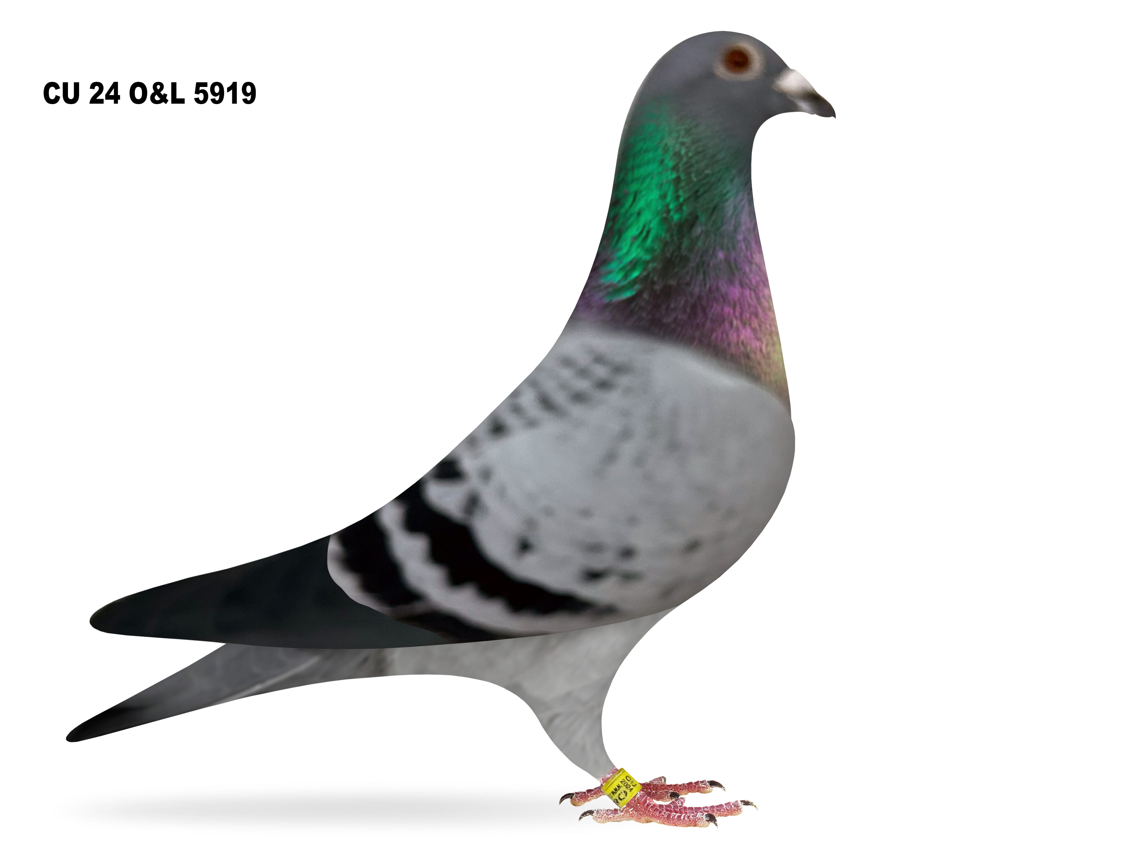 Lot 16 – CU 24 O&L 5919 BB Cock