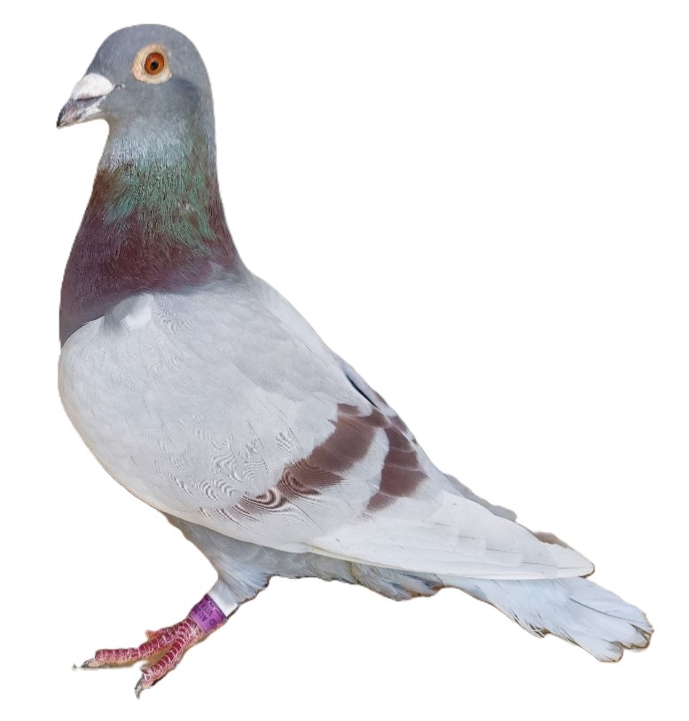 100% Pure Janssen Cock