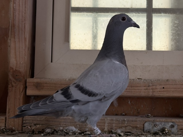 Preview Image 1