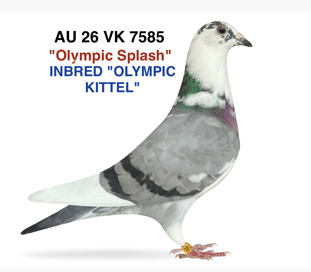 INBRED “OLYMPIC KITTEL”