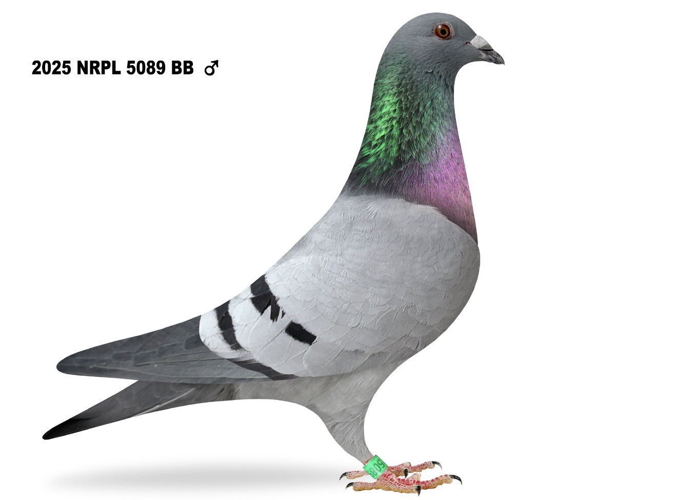 Nemelka Racing Pigeon Loft Donation