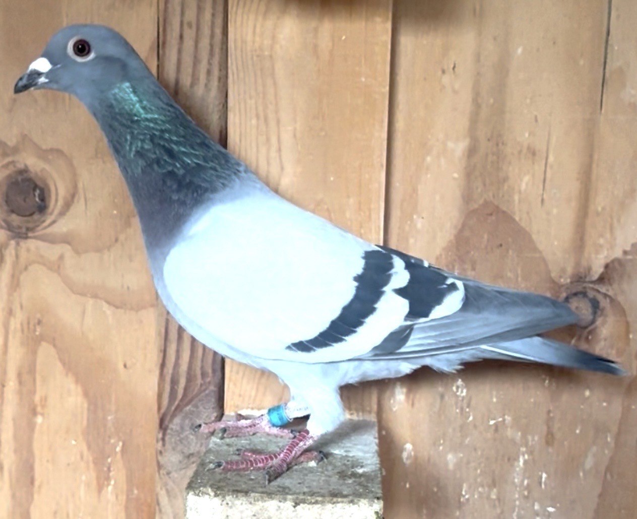 Linebred Little Miss Nikki Blood