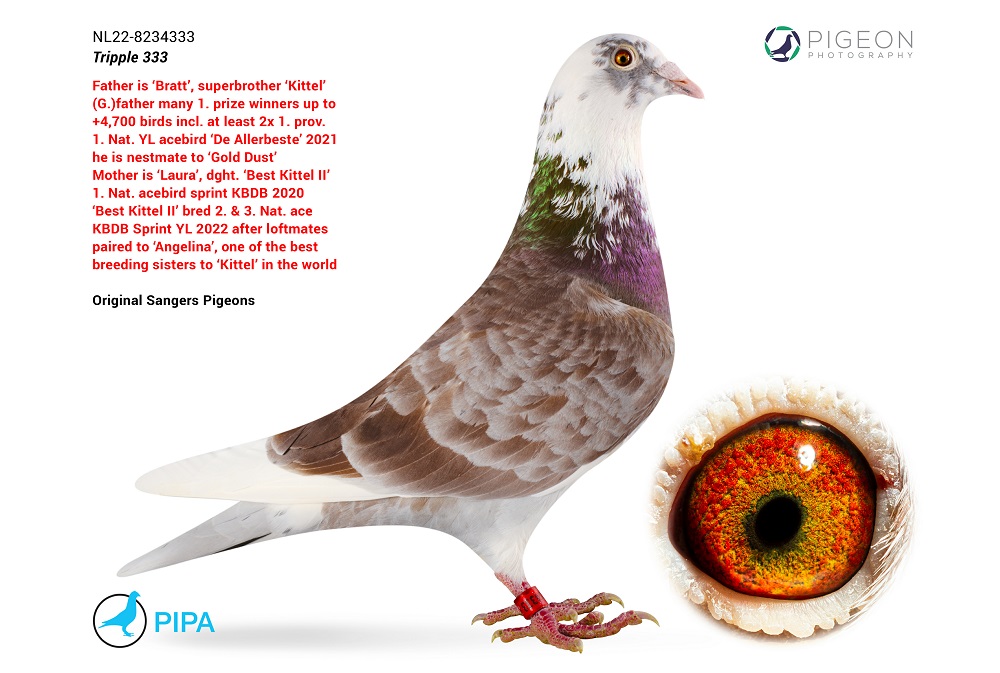 iPigeon.com - Racing Pigeon Auction