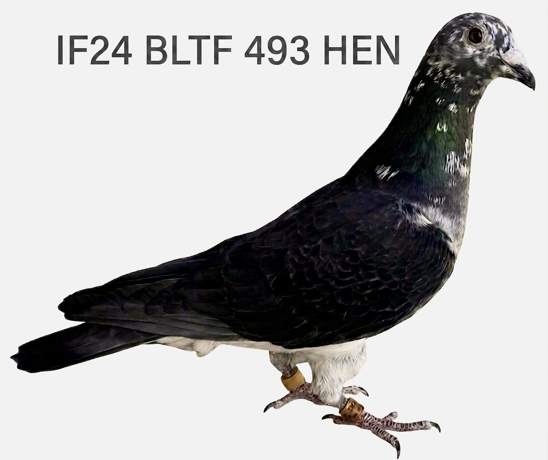 IF 24 BLTF 493