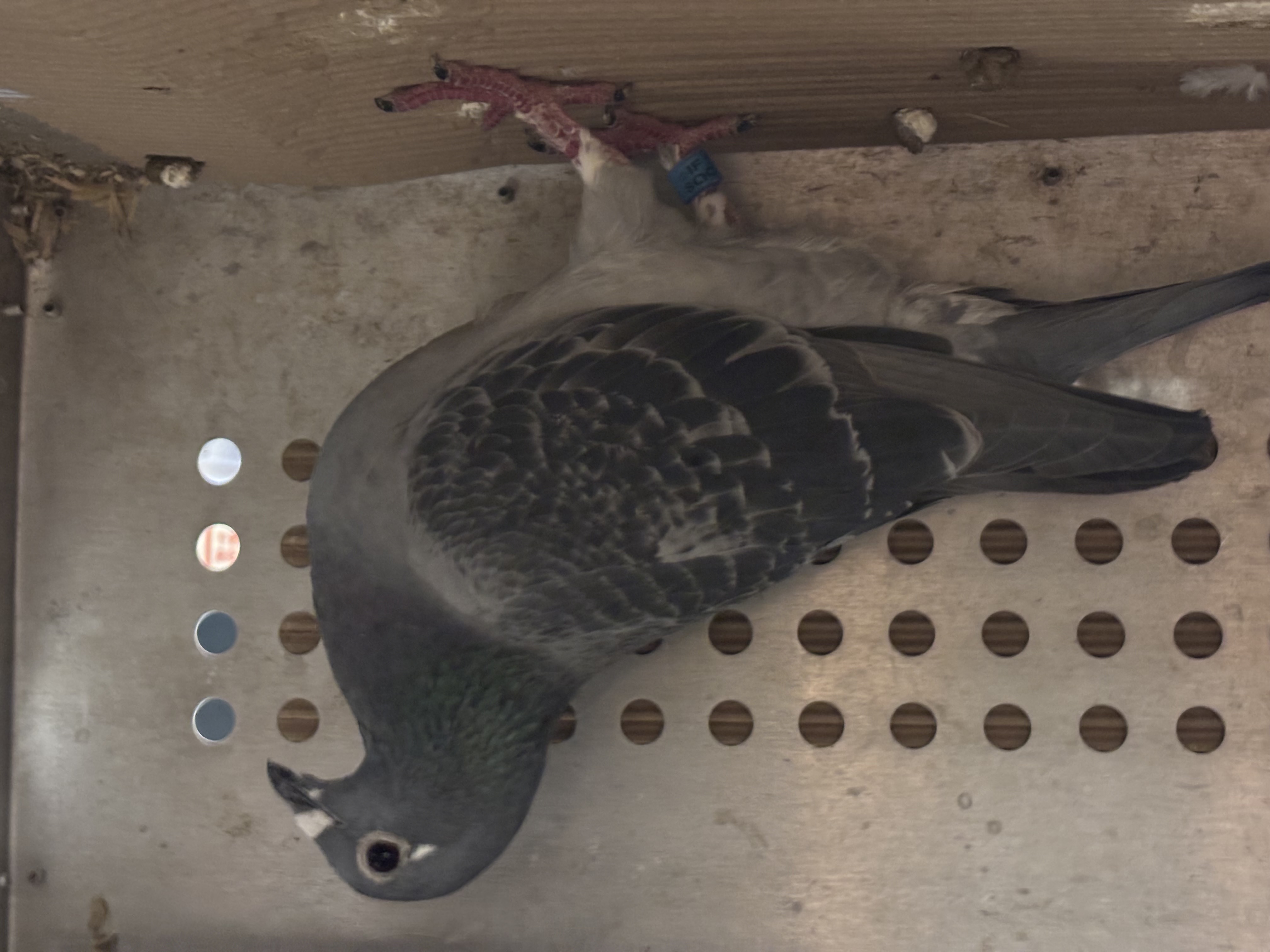 Super Long Distmace base jelle jellema 