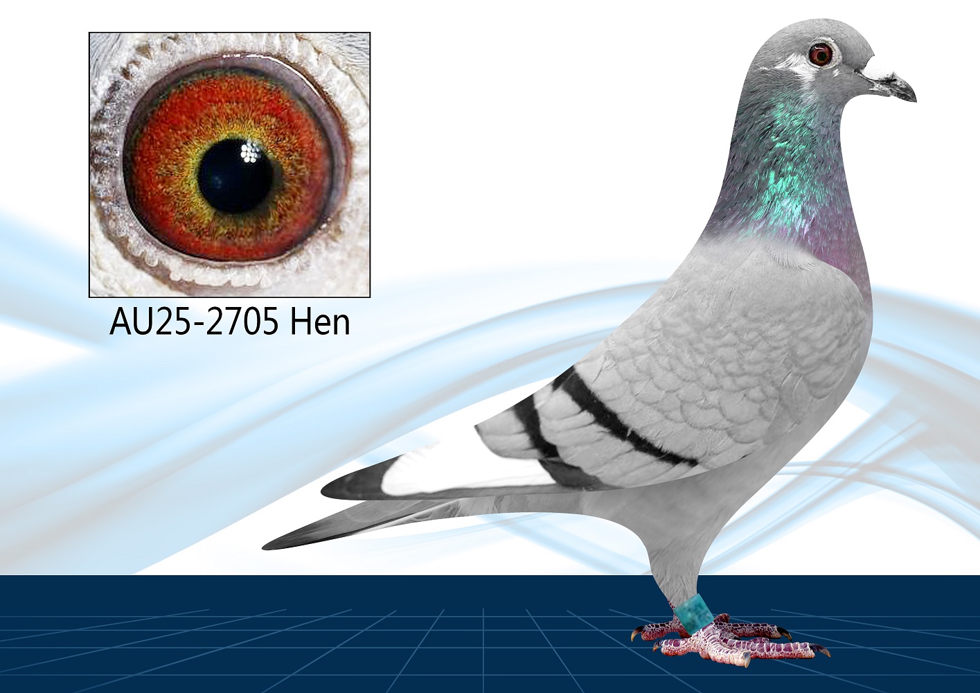 AU25-2705(Hen) Inrbed Surebet