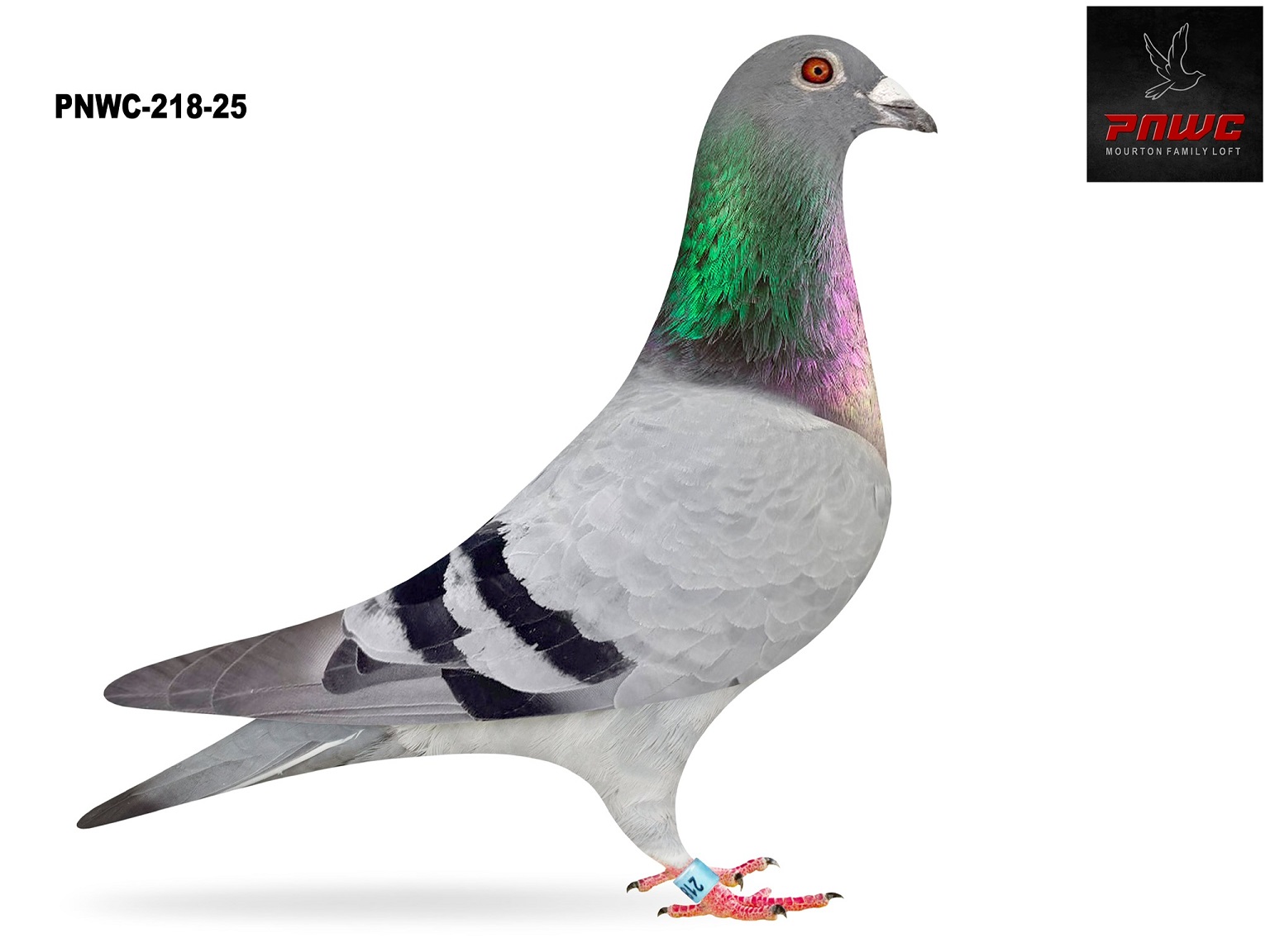 PNWC-218-25 BB COCK