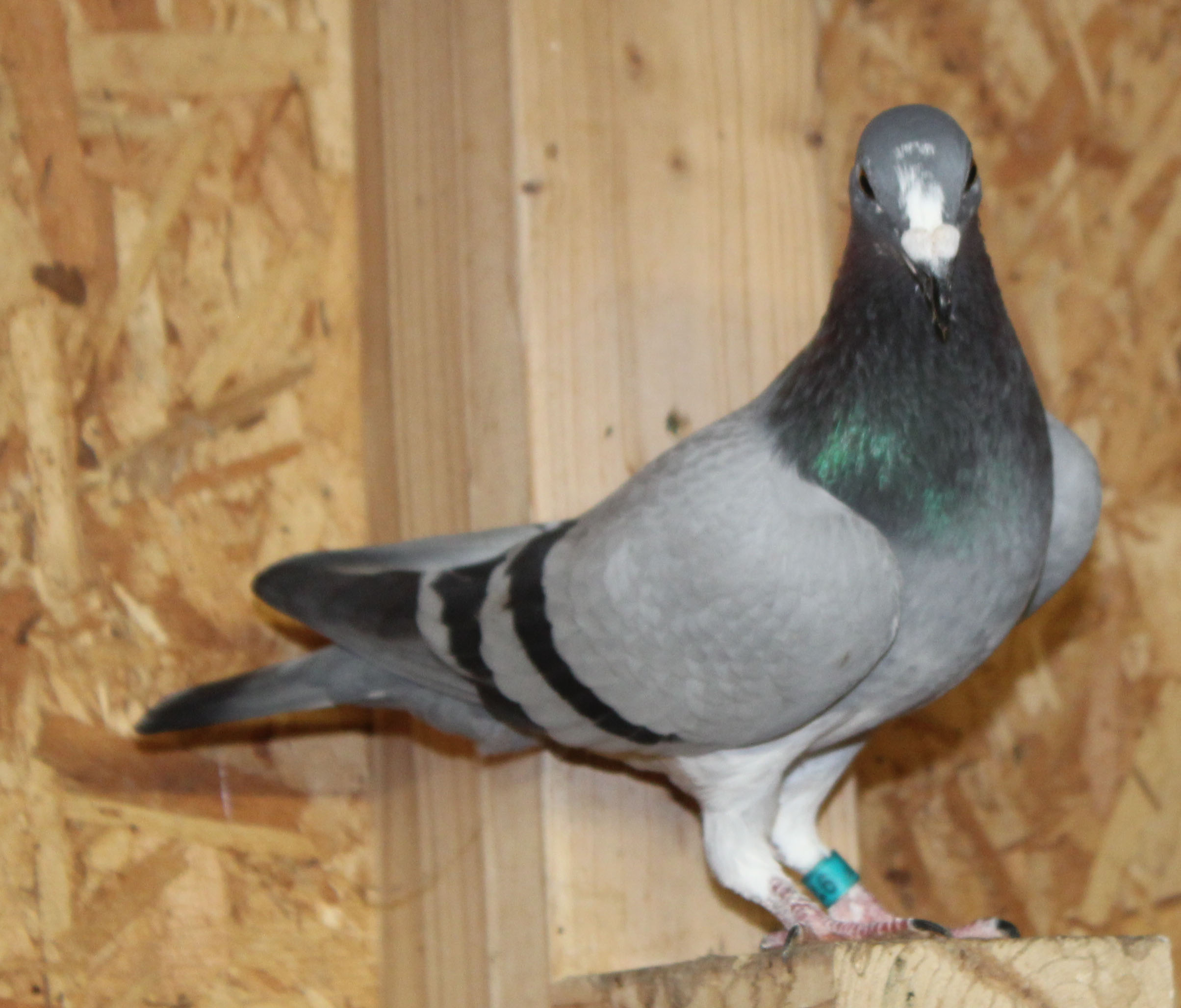 Foundation Cock from Proven Ace Families