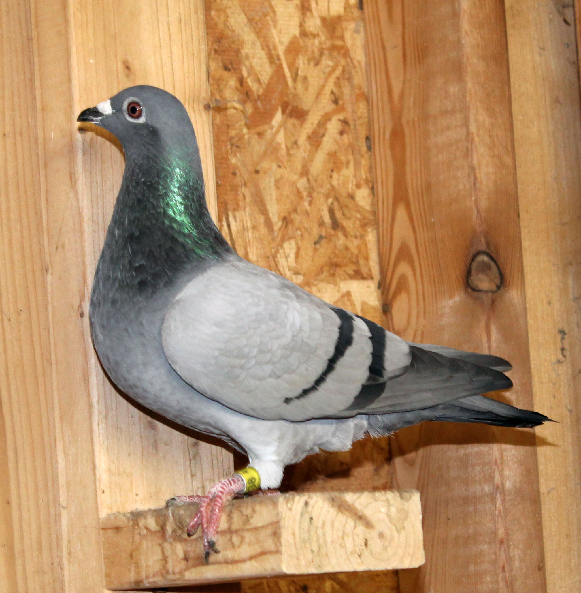SAMDPR-winning Birdy family blended with Kannibaal, Rudy, and Sablon