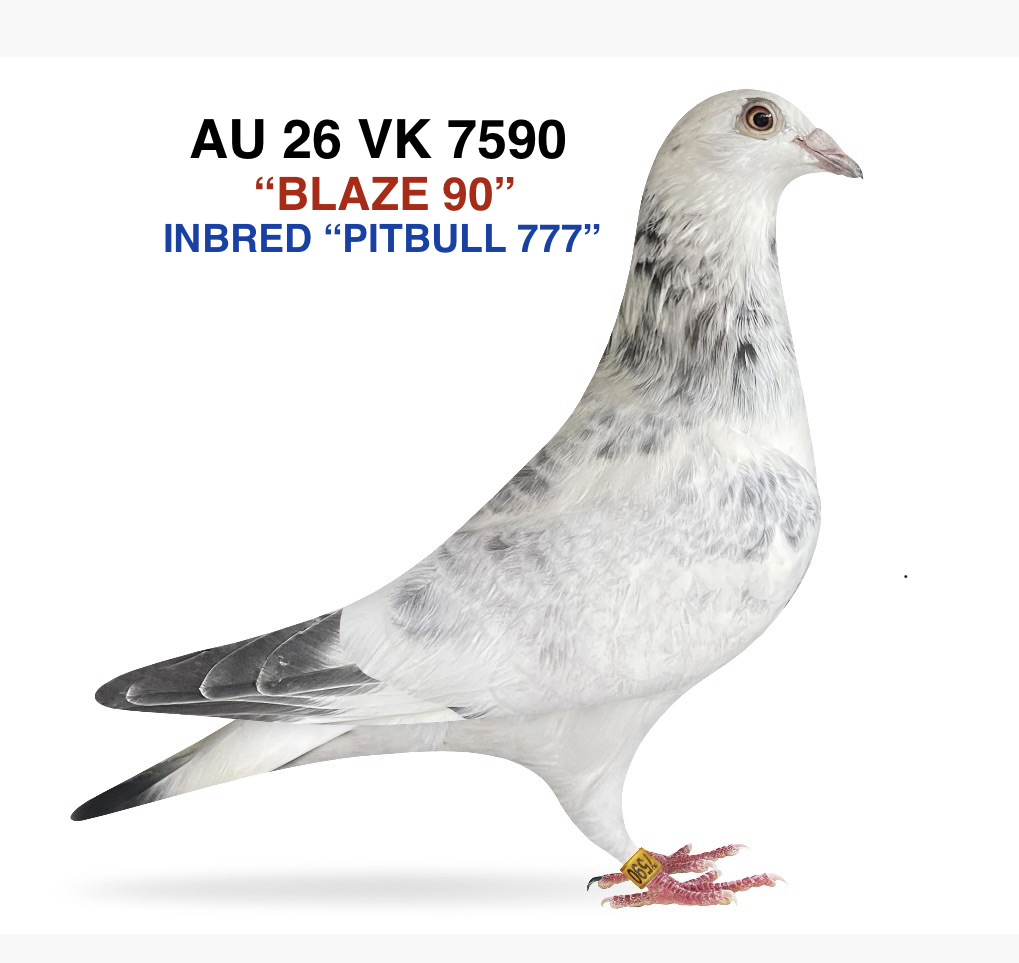 INBRED “PITBULL 777” WITH “KITTEL”