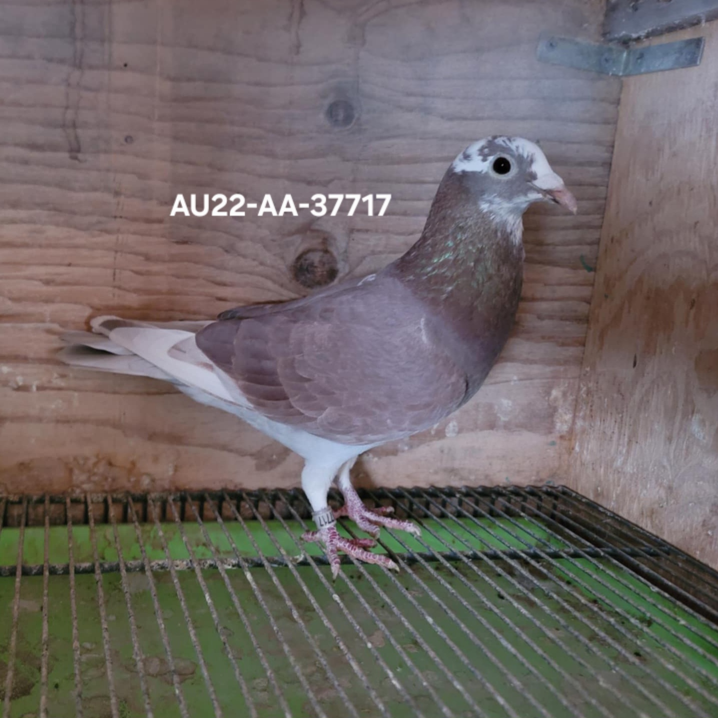 AU22-AA-37717  Recessive  Red. Hen
