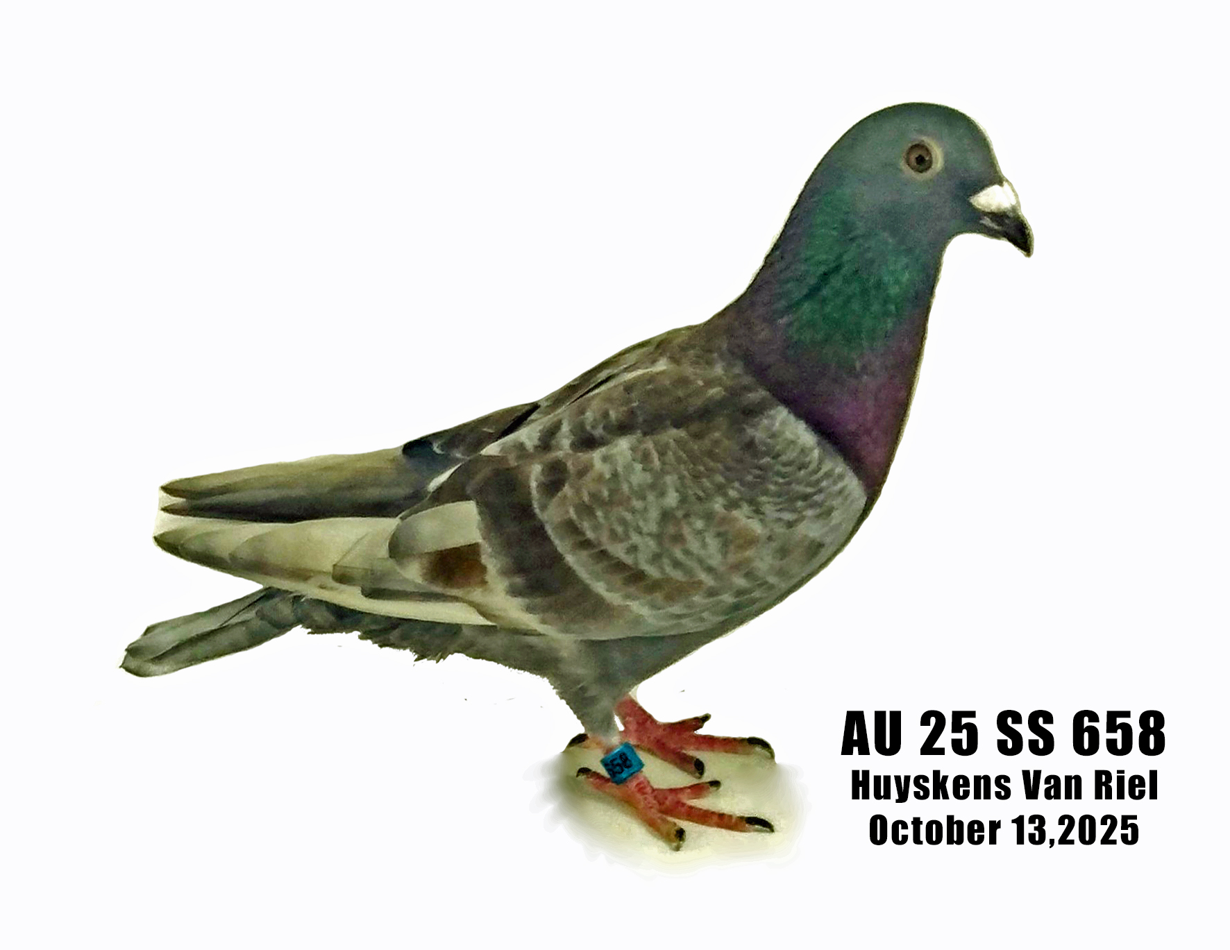 AU 25 SS 658 Huyskens Van Riel Cock