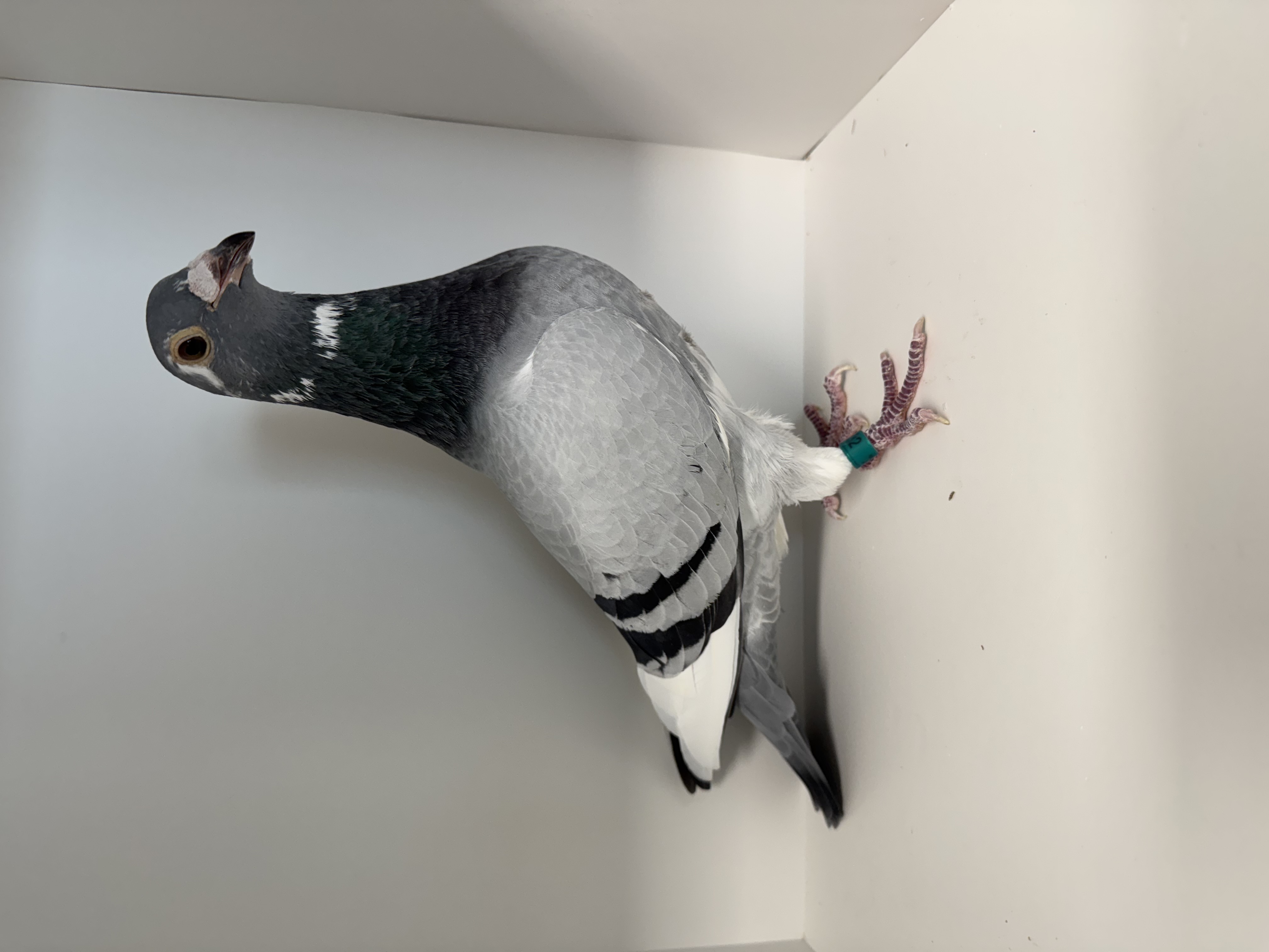 AU 21 JEDDS 1532 BLUE BAR HEN