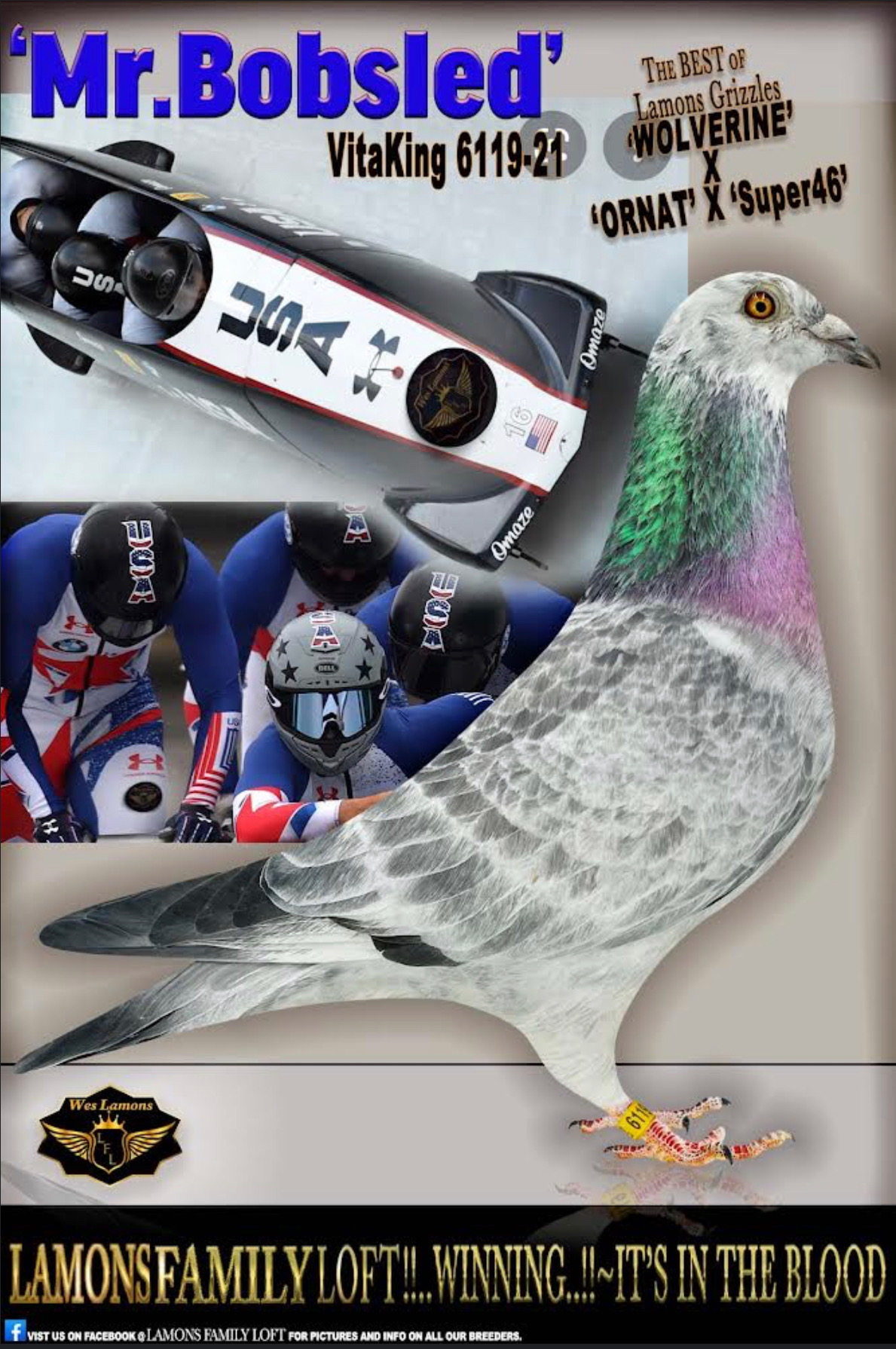 iPigeon.com - Racing Pigeon Auction