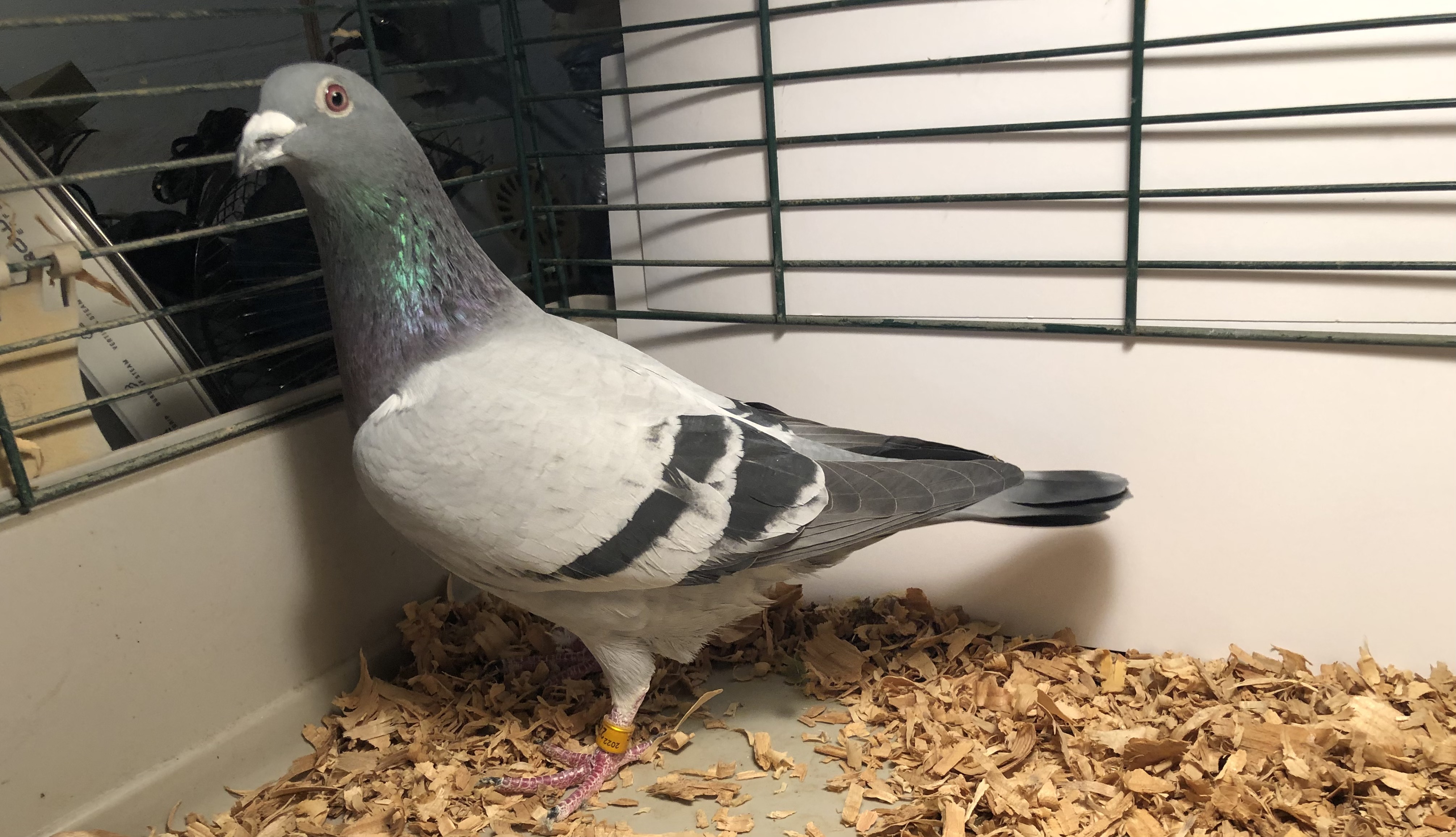 BRED AND FLOWN BY TWIN LOFT of BALTIMORE 