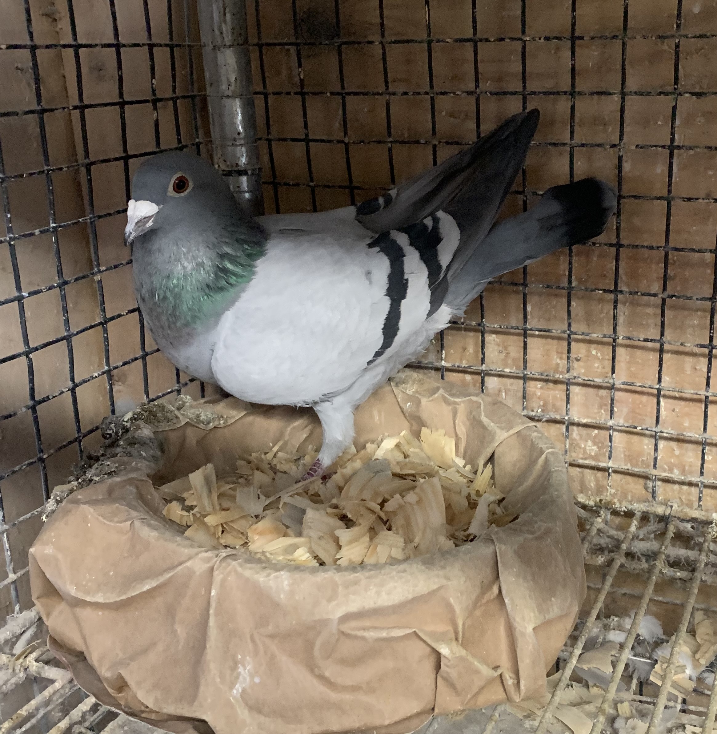 SAMDR FAMILY. SAID IN SPUN SILVER, UNTAMED DESERT, AFRICAN KING…