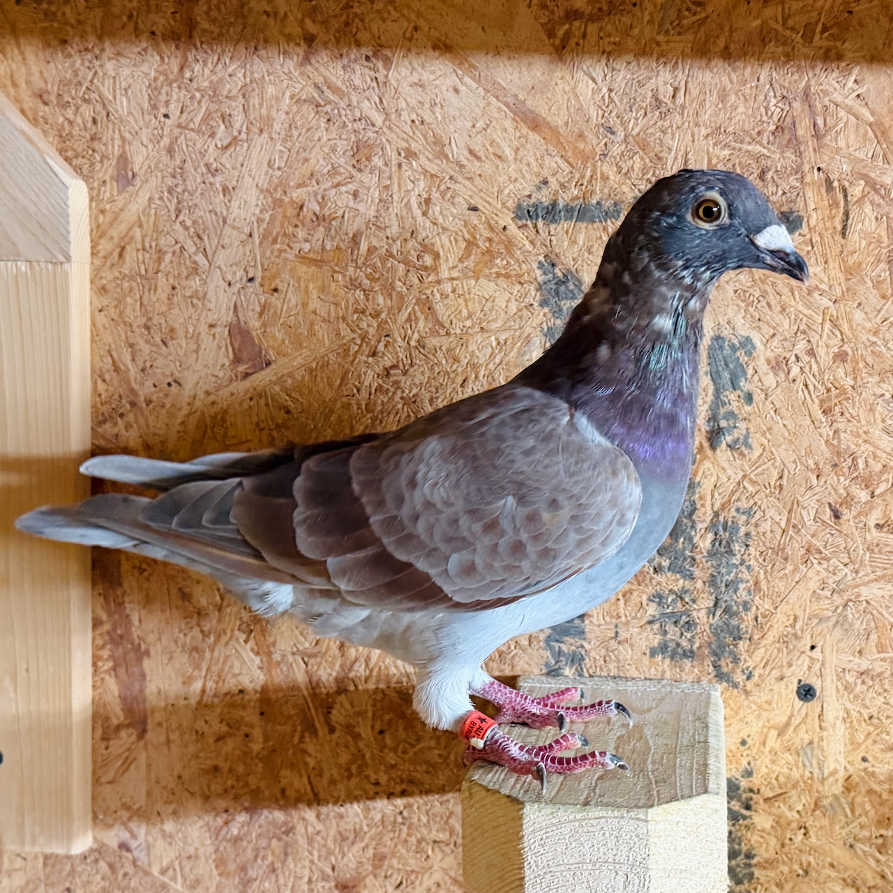 AU 26 BYRUM 614 Mealy Cock