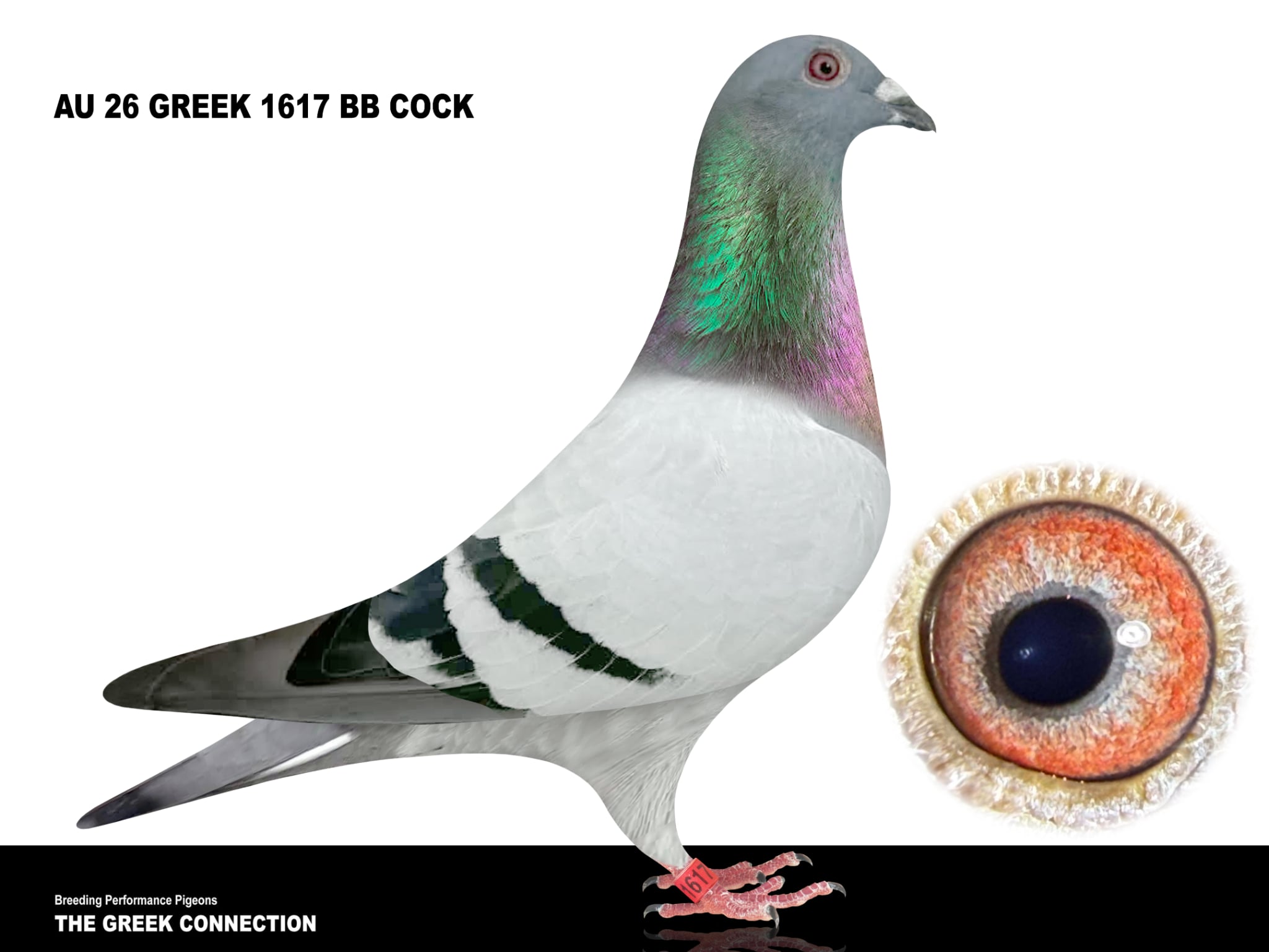 AU 26 Greek 1617 Cock