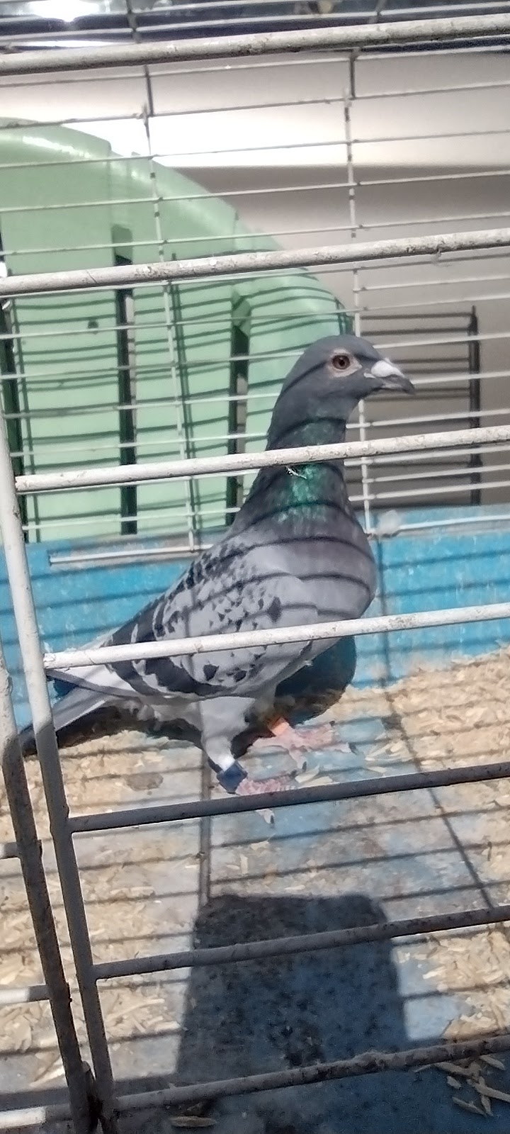 AMAZING FLYER, SVR 2024 FOYS 514 AU BLUE CHECK 