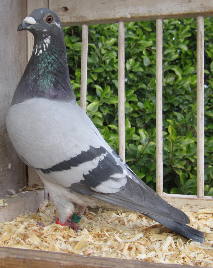 iPigeon.com - Racing Pigeon Auction