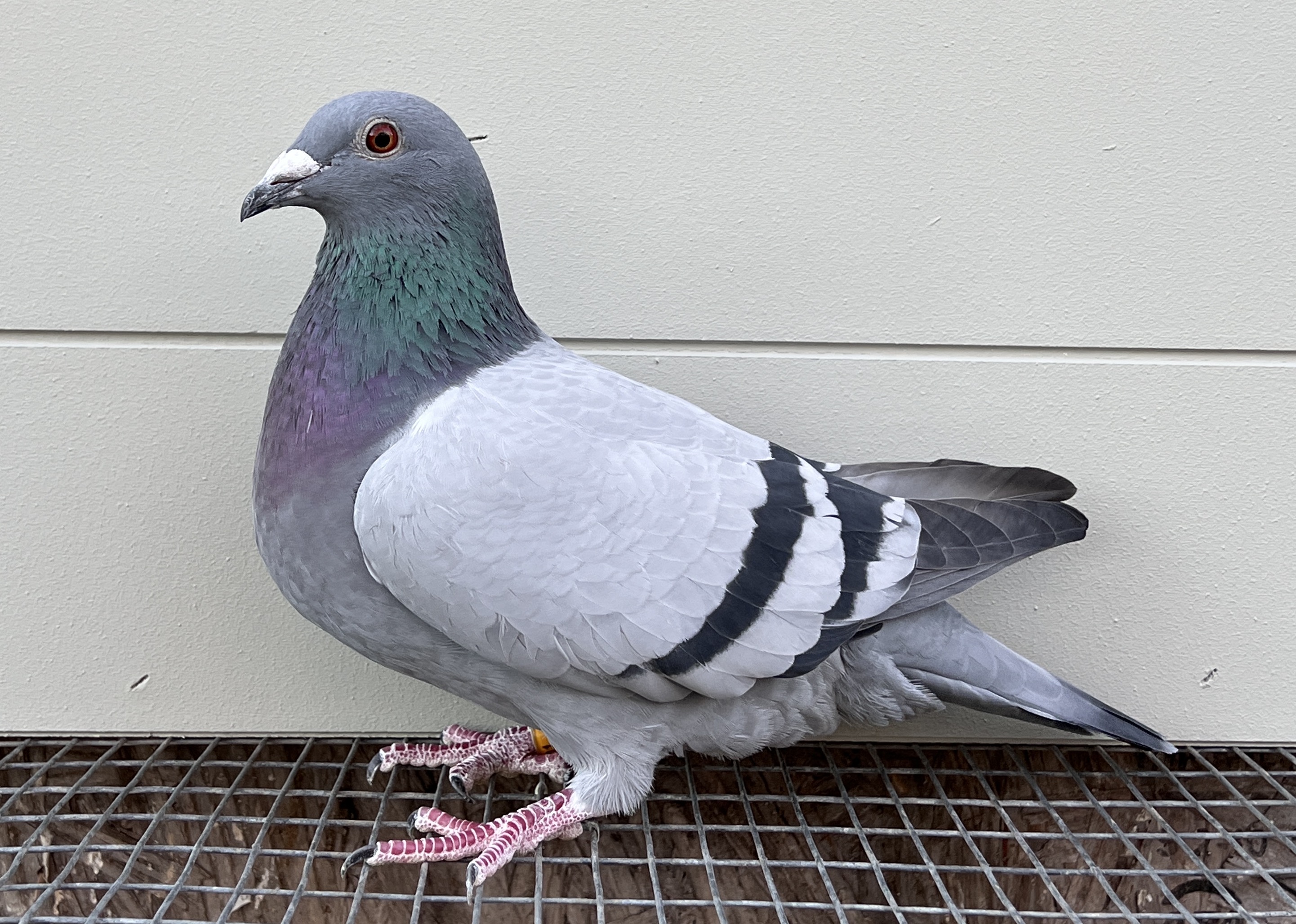 =1st 309 miles Blue Bucket 2023