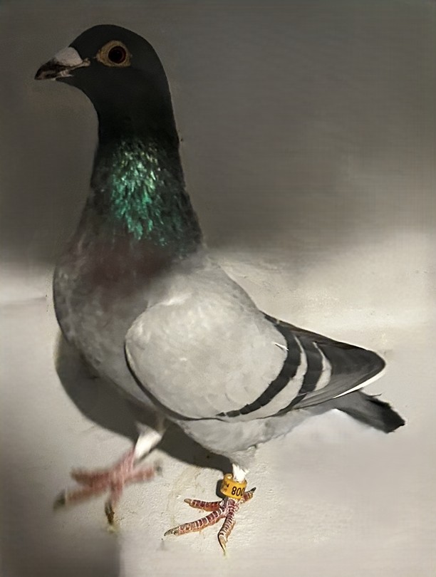 2024 Neil 56008"New Laureaat" and "Kleine Jade" BBWF Cock