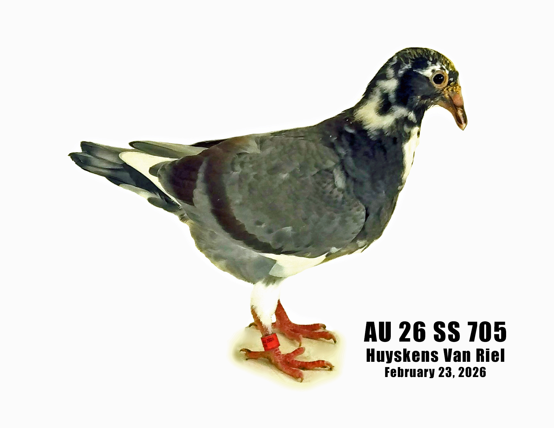 AU 26 SS 705 100% Huyskens Van Riel young bird