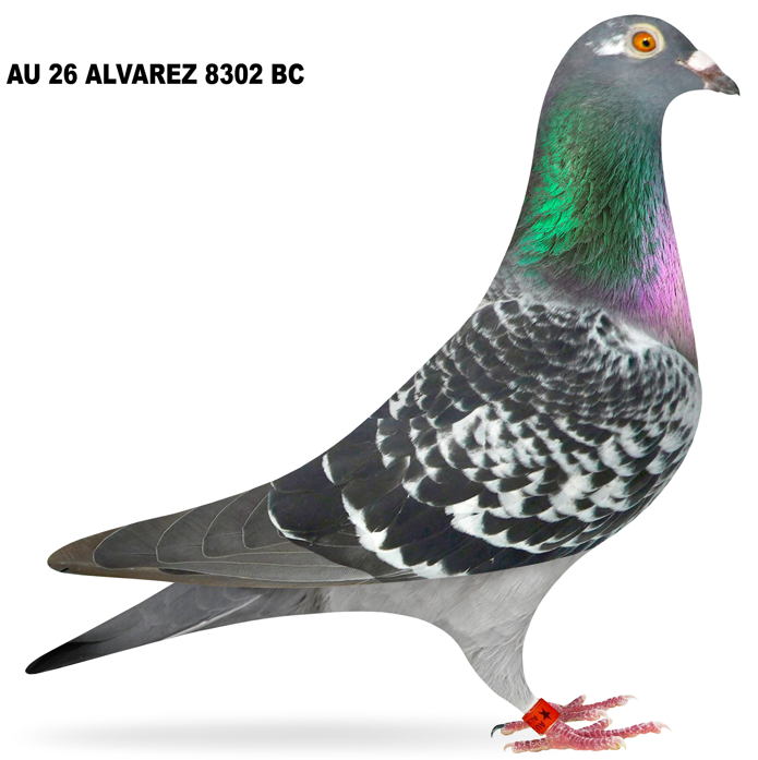 AU 2026 ALVAREZ 8302