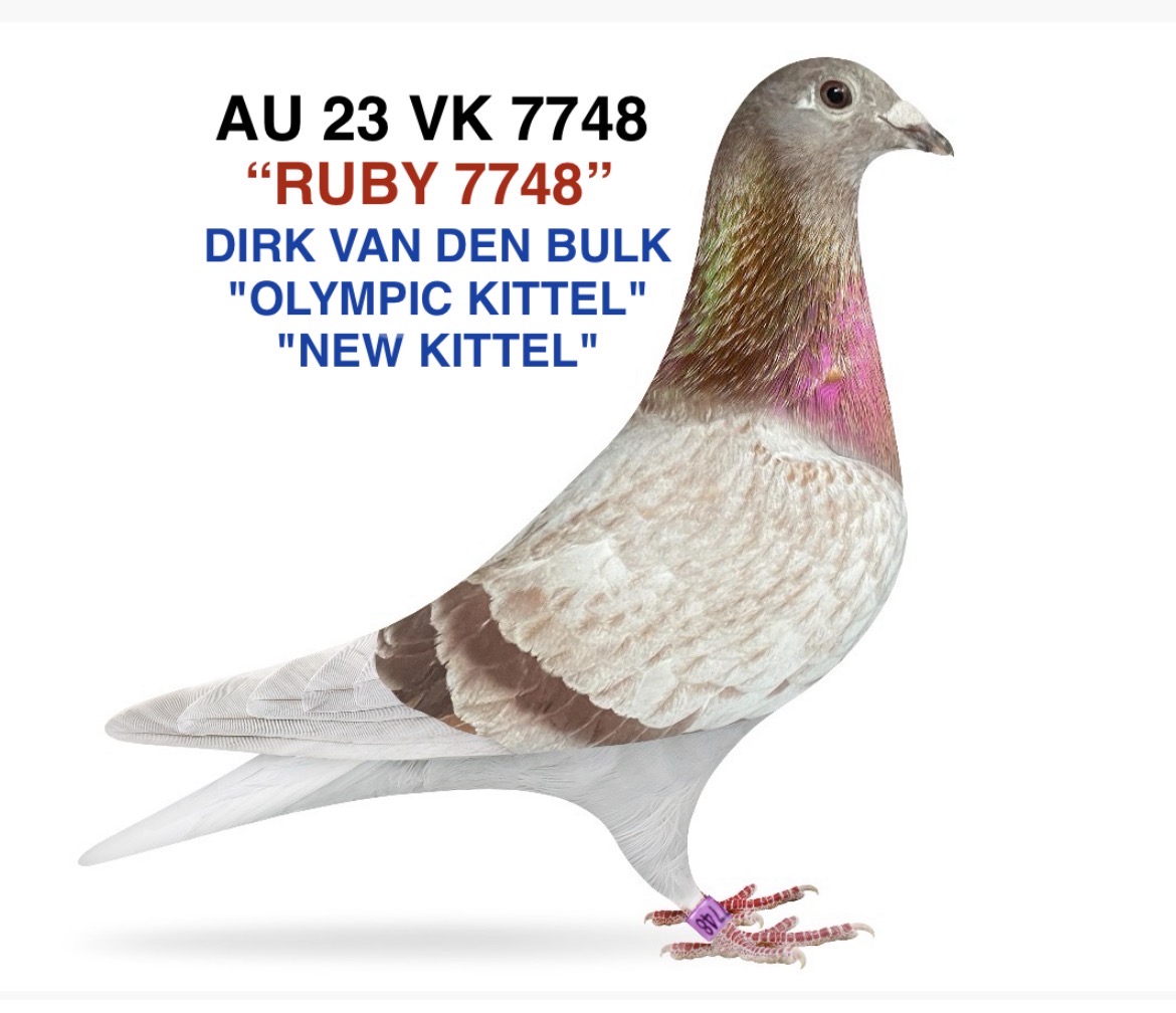 DIRK VAN DEN BULK
"OLYMPIC KITTEL"
"NEW KITTEL"