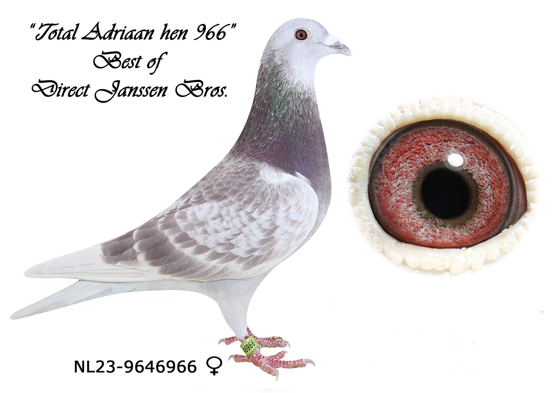 Inbred To Adrian Son Of Schoon Voske