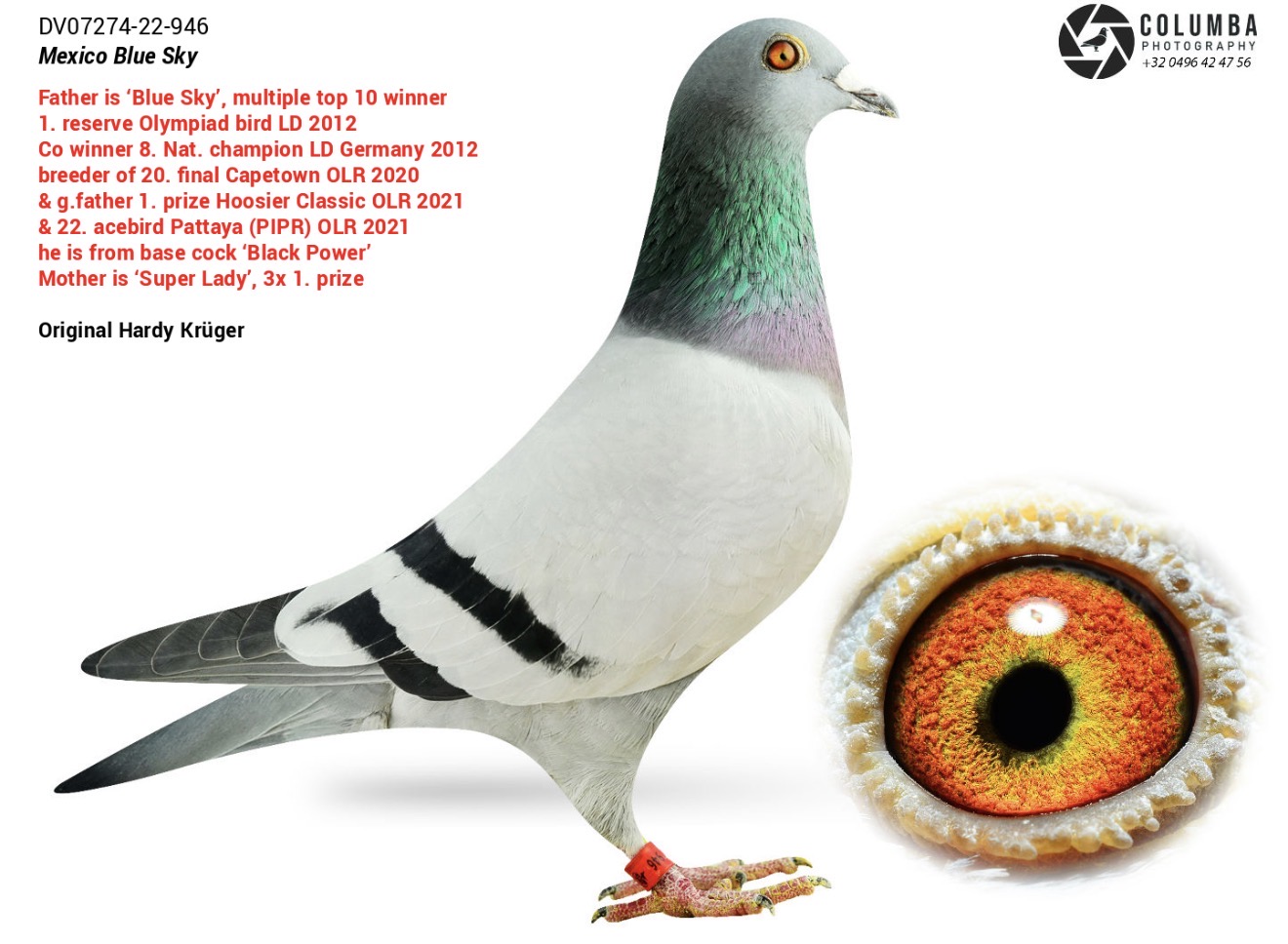 Mexico Blue Sky – Original Hardy Krüger Proven Breeder