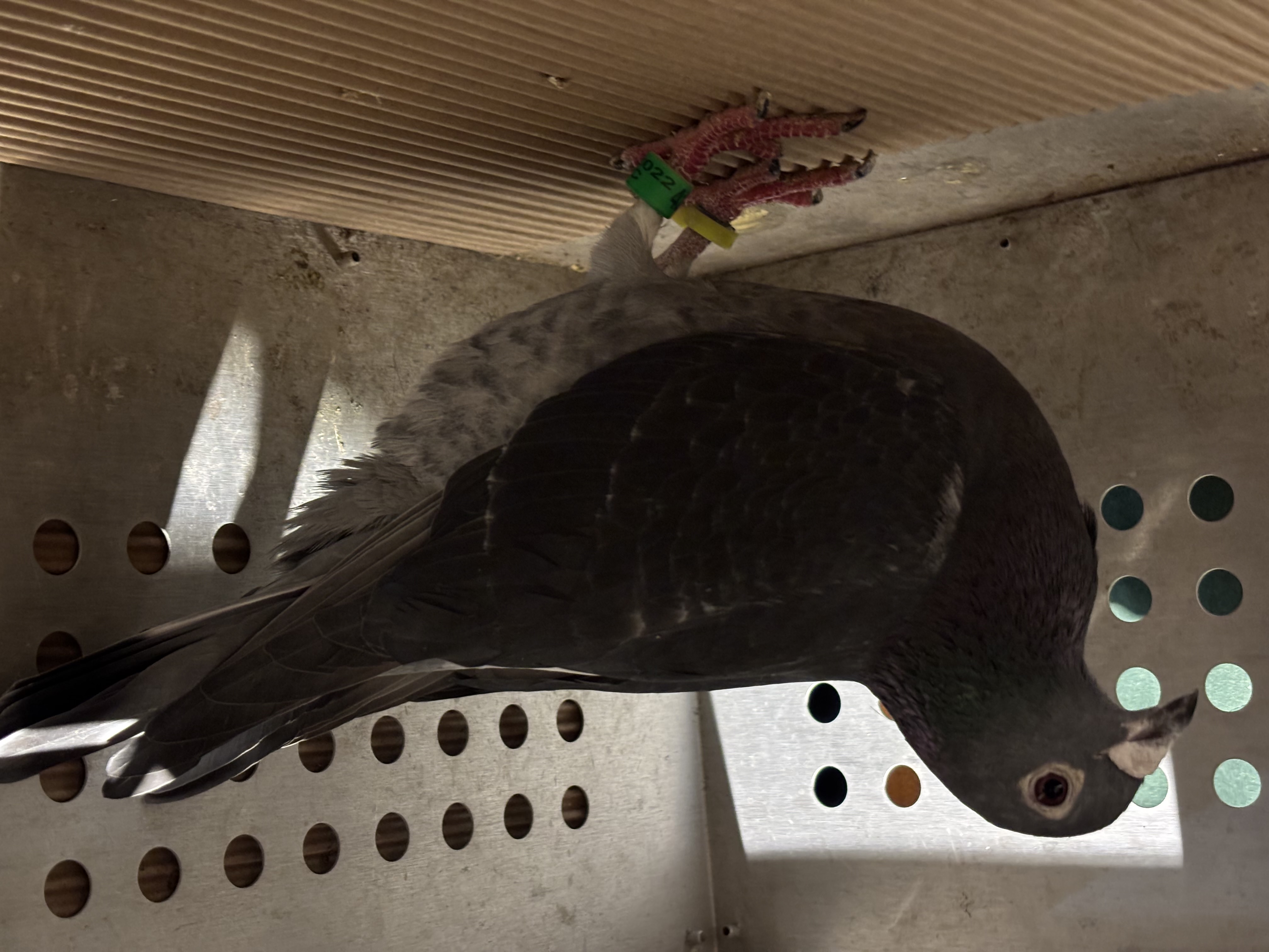 Super long distance Vanwanroy 