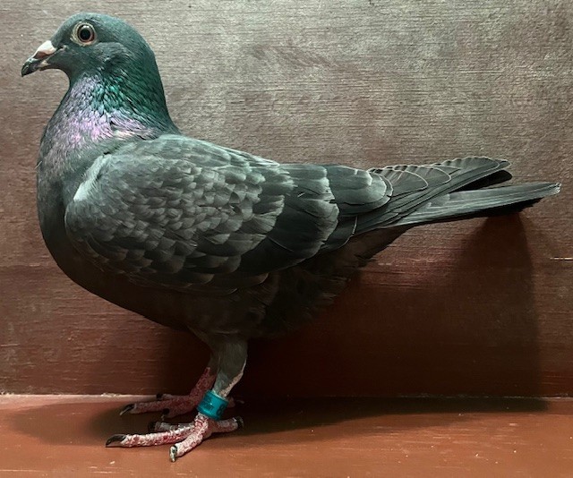 BREEDING PROSPECT OFF IMPORT