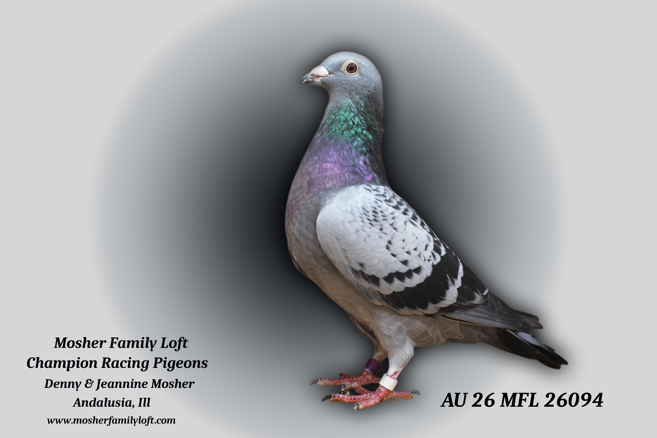 AU 26 MFL 26094 Cock
